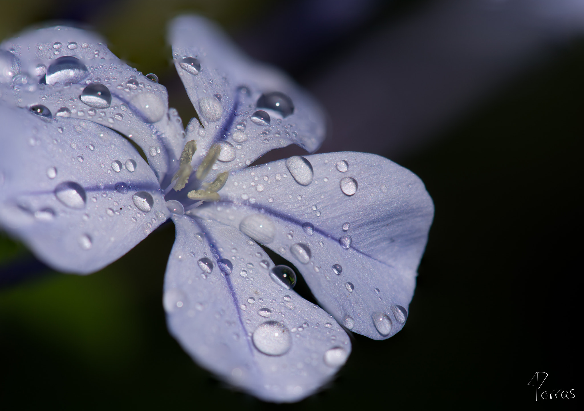 Nikon AF-S DX Micro-Nikkor 85mm F3.5G ED VR sample photo. Last "jazmin azul" 2016 photography