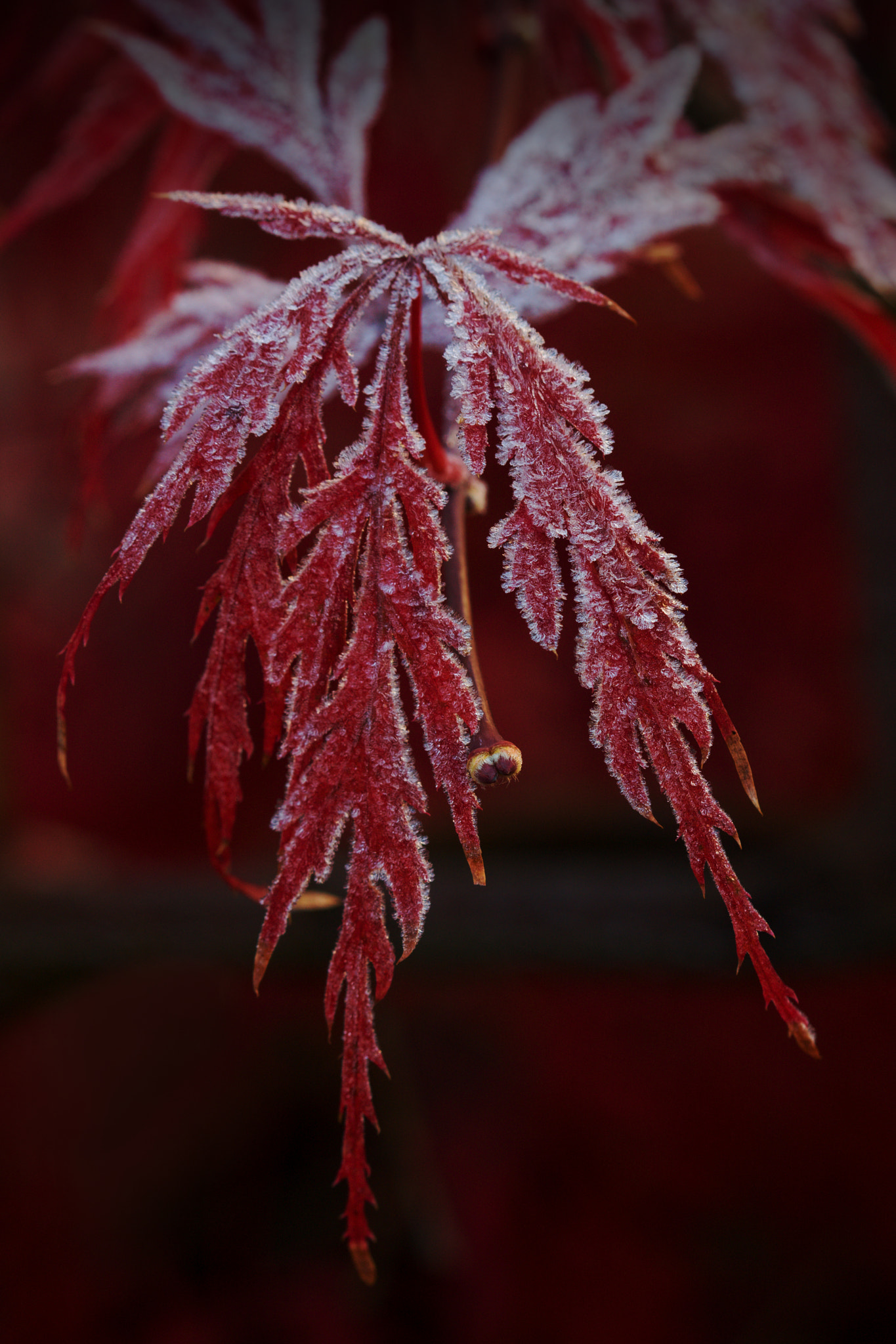 Canon EF 100mm F2.8 Macro USM sample photo. A photography