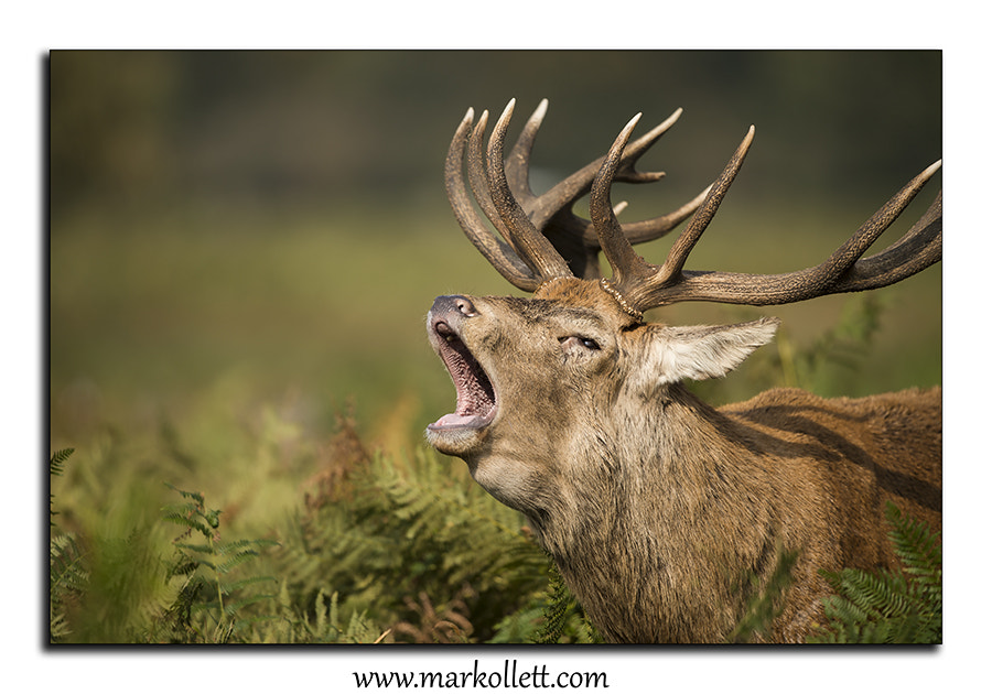 Nikon D4S + Nikon AF-S Nikkor 500mm F4G ED VR sample photo. Red stag photography