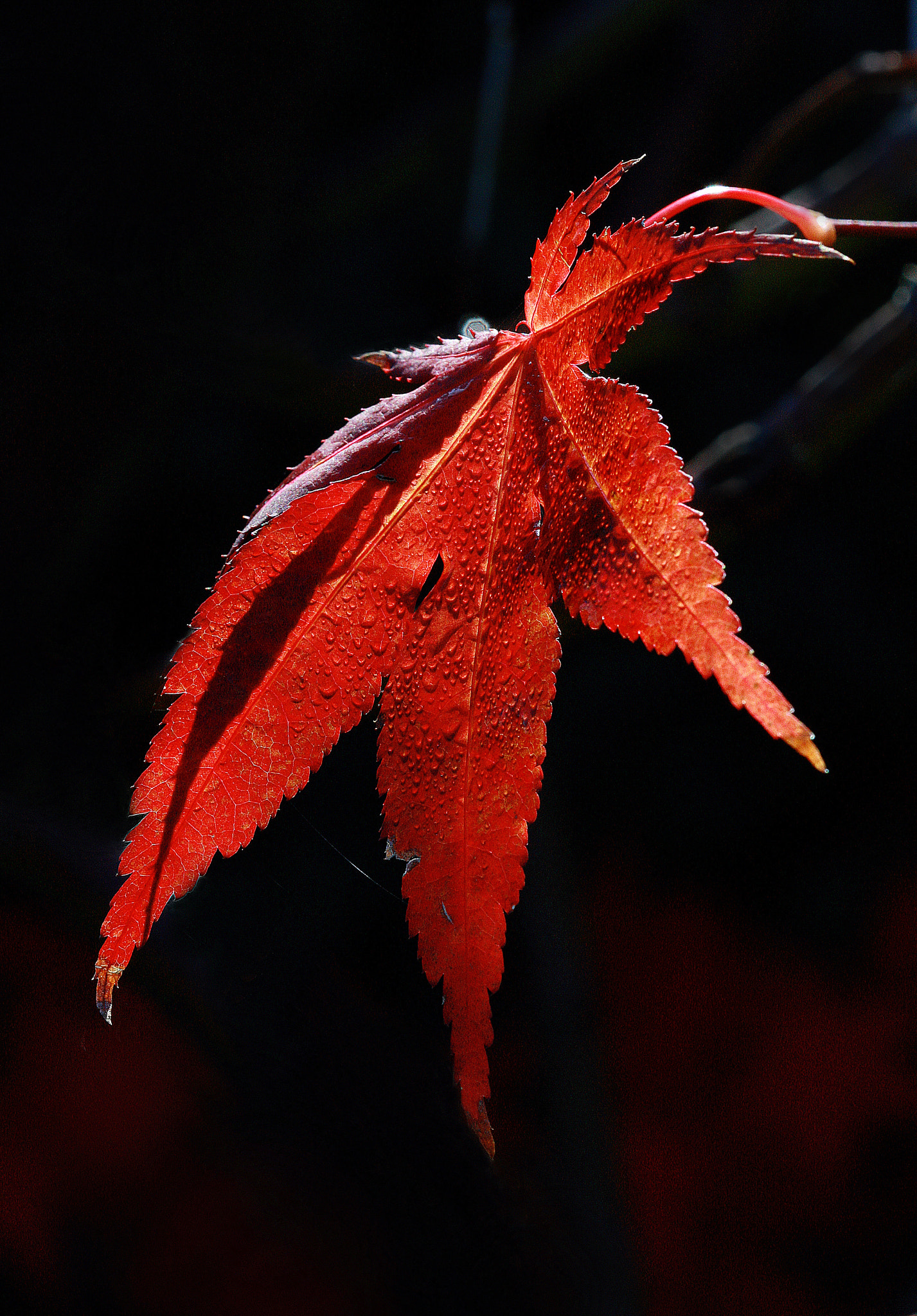 Canon EF 100mm F2.8 Macro USM sample photo. X photography