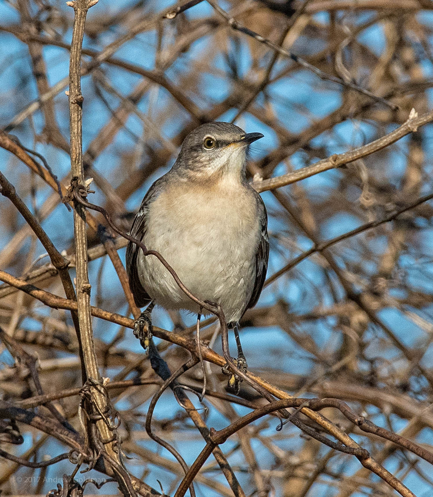 Nikon D500 + Sigma 50mm F2.8 EX DG Macro sample photo. Bird photography