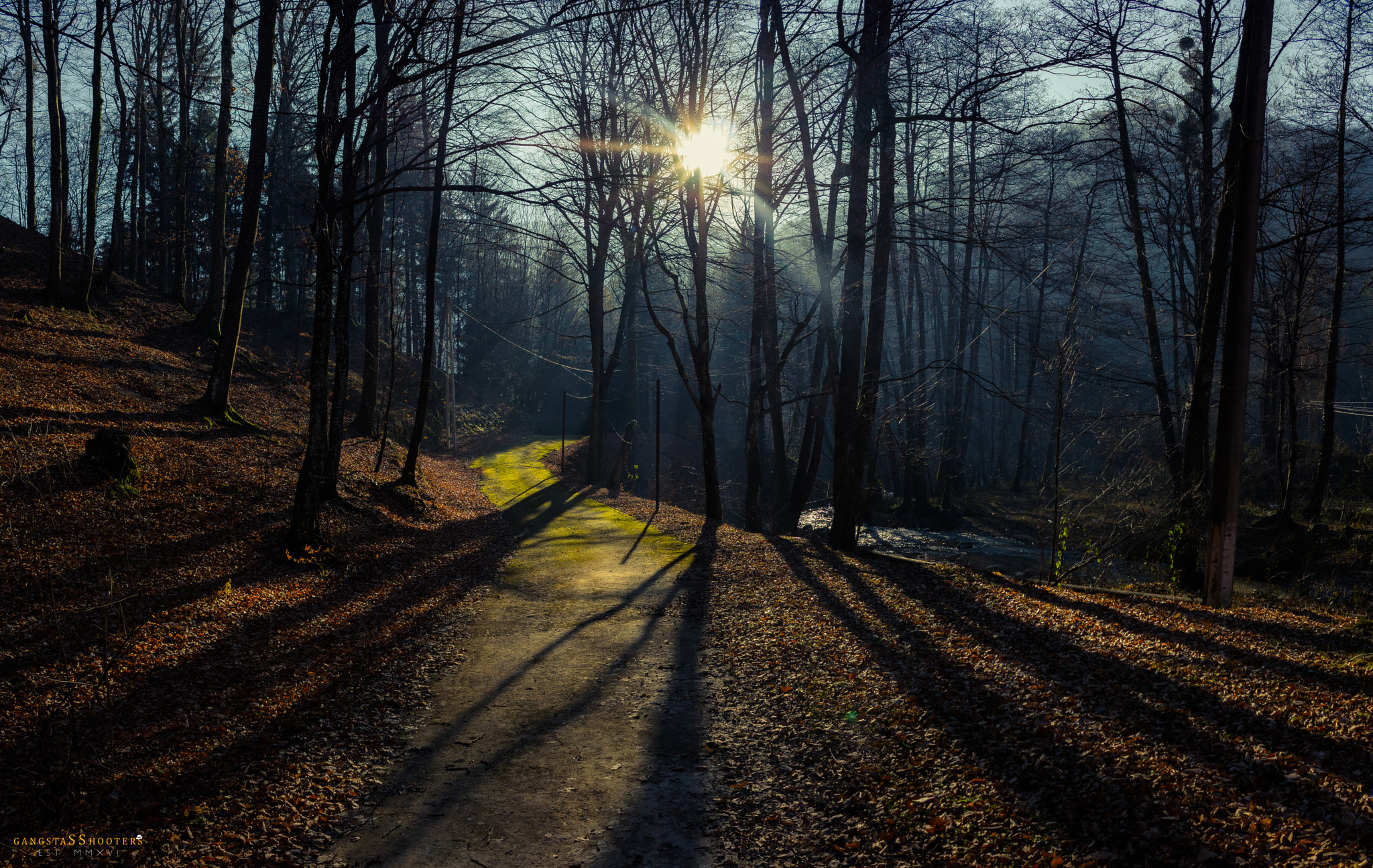 Canon EF-S 18-55mm F3.5-5.6 III sample photo. Forest photography