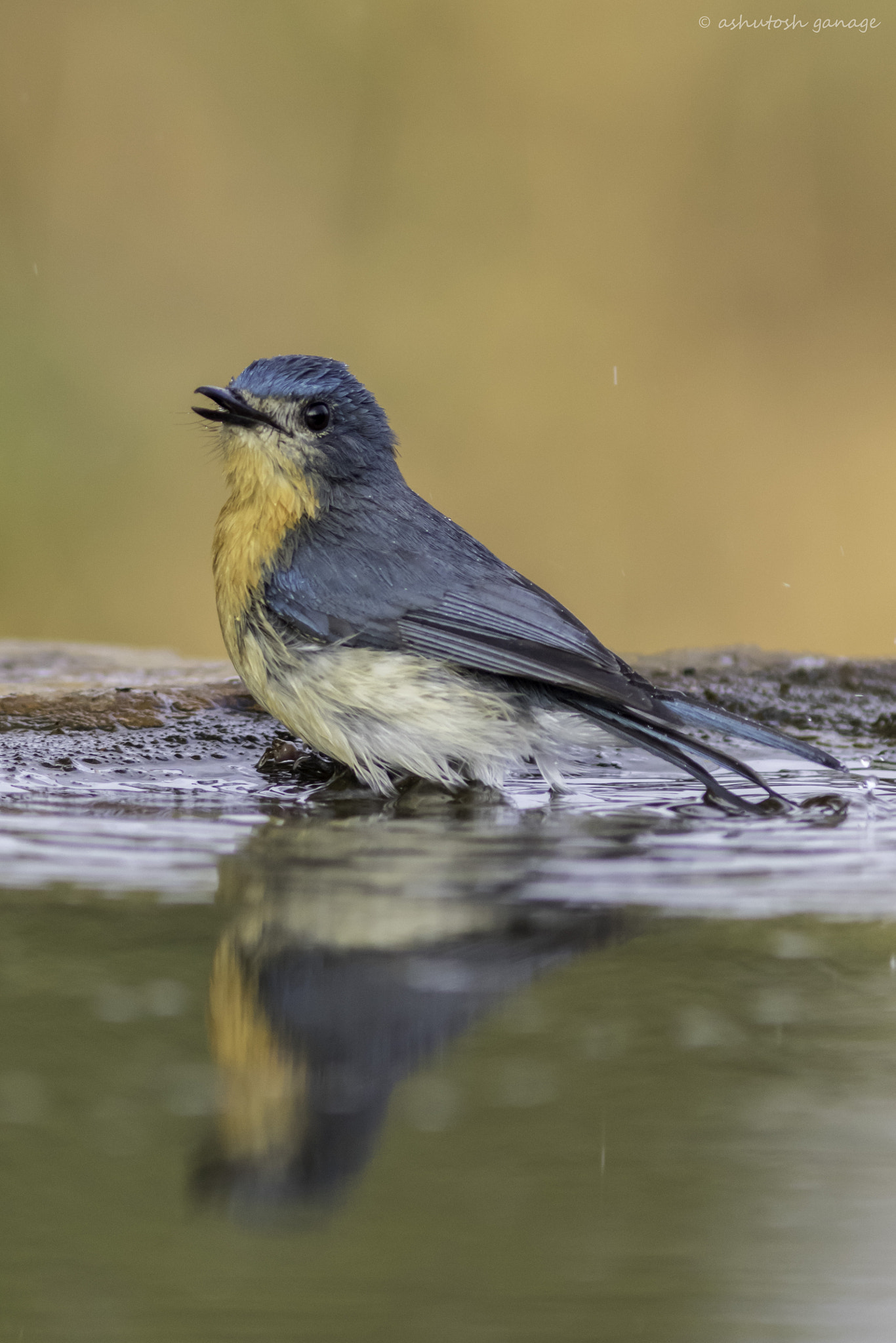 Canon EOS 7D Mark II + Canon EF 300mm F4L IS USM sample photo. Tickell's blue flycatcher photography