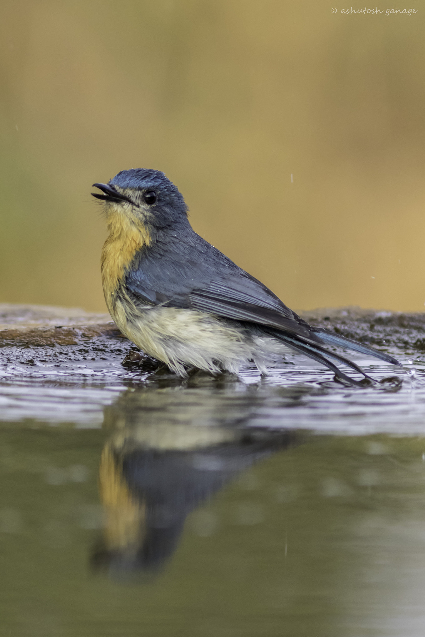 Canon EF 300mm F4L IS USM sample photo. Tickell's blue flycatcher photography