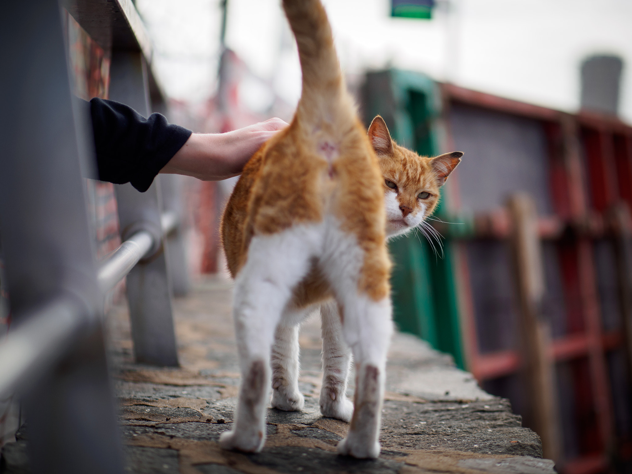 Panasonic Leica DG Nocticron 42.5mm F1.2 ASPH OIS sample photo. Olympus digital camera photography