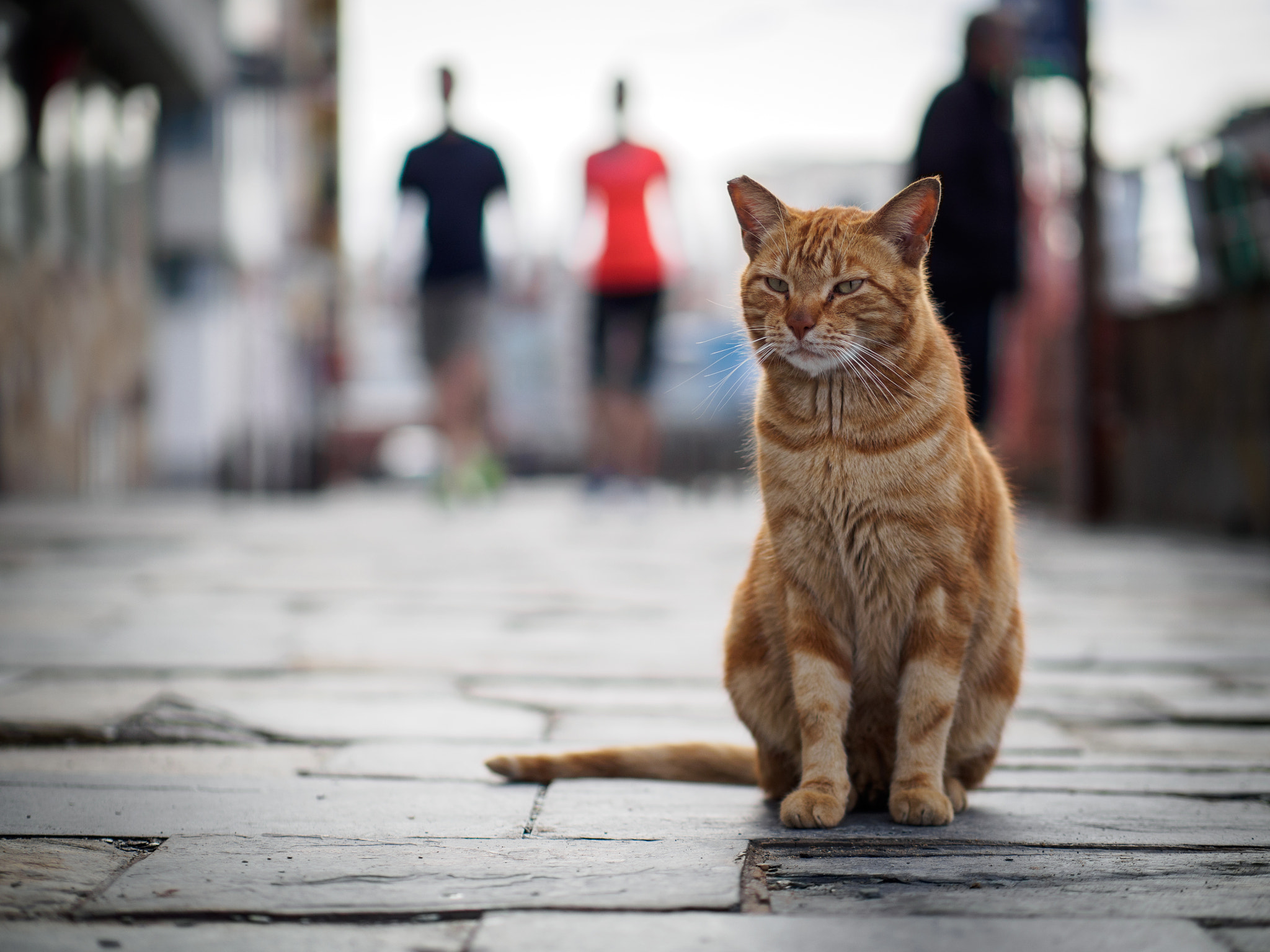 Panasonic Leica DG Nocticron 42.5mm F1.2 ASPH OIS sample photo. Olympus digital camera photography