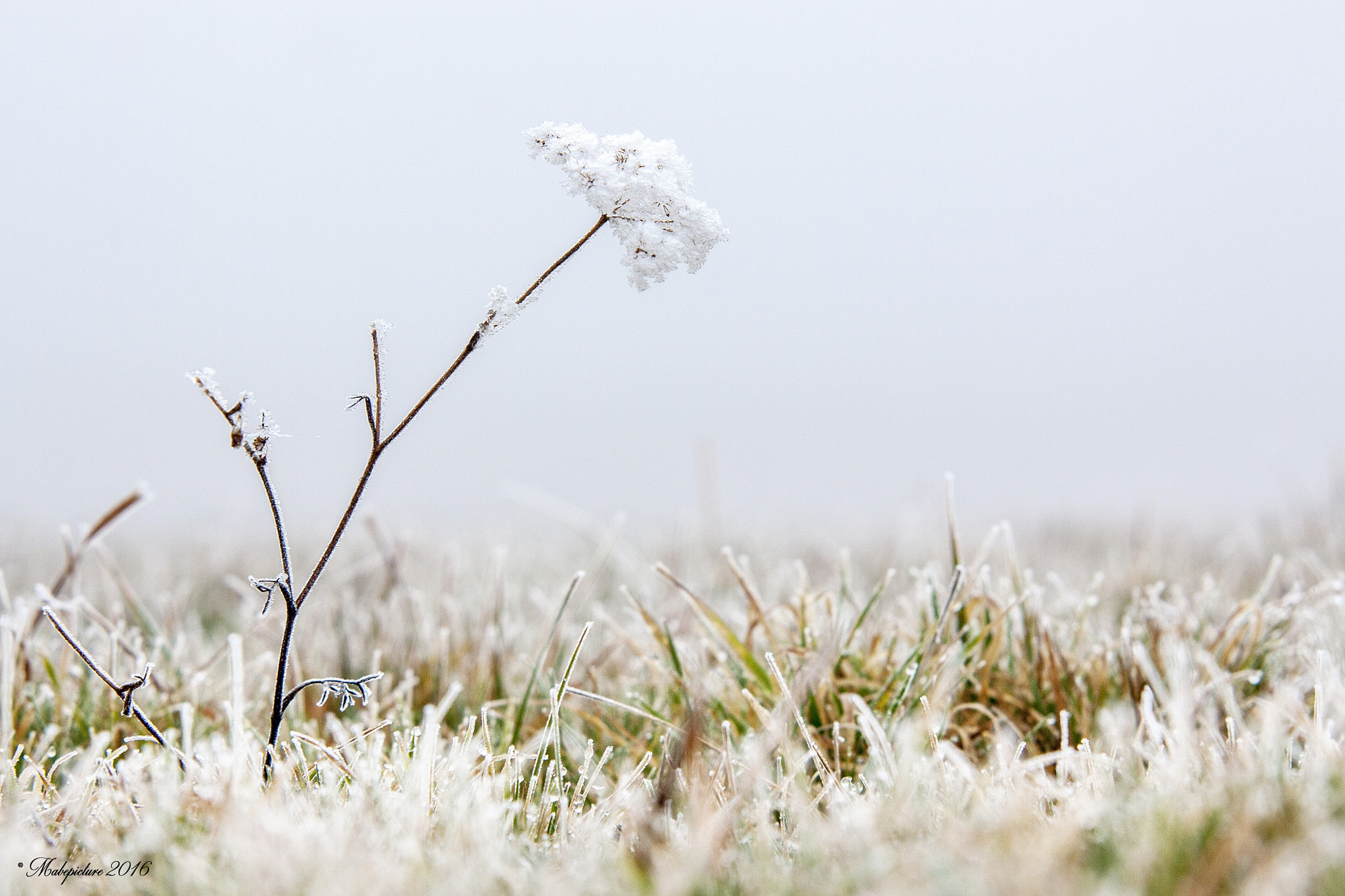 Sigma 70-200mm F2.8 EX DG OS HSM sample photo. Ice flowers. photography
