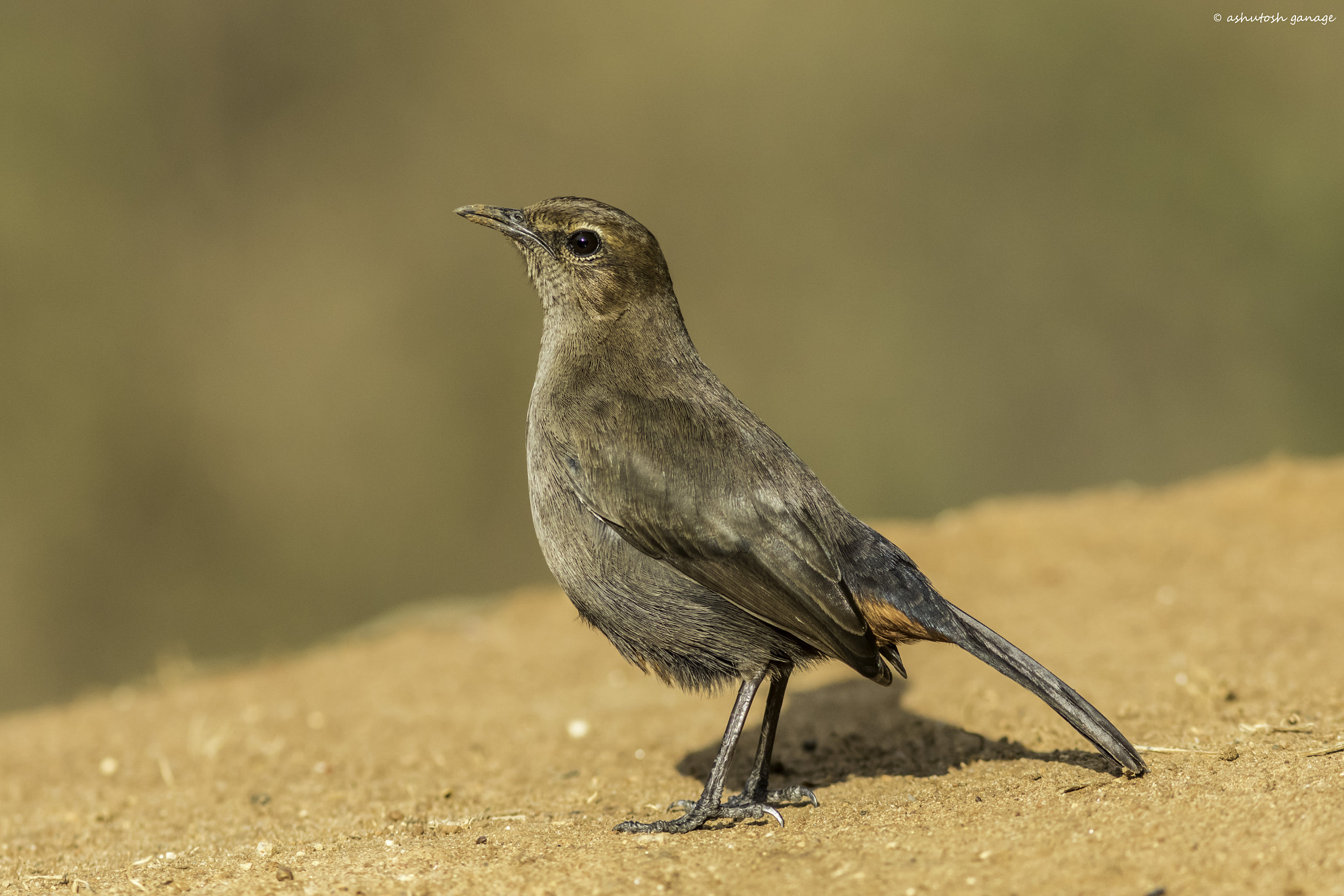 Canon EOS 7D Mark II + Canon EF 300mm F4L IS USM sample photo. Indian robin photography