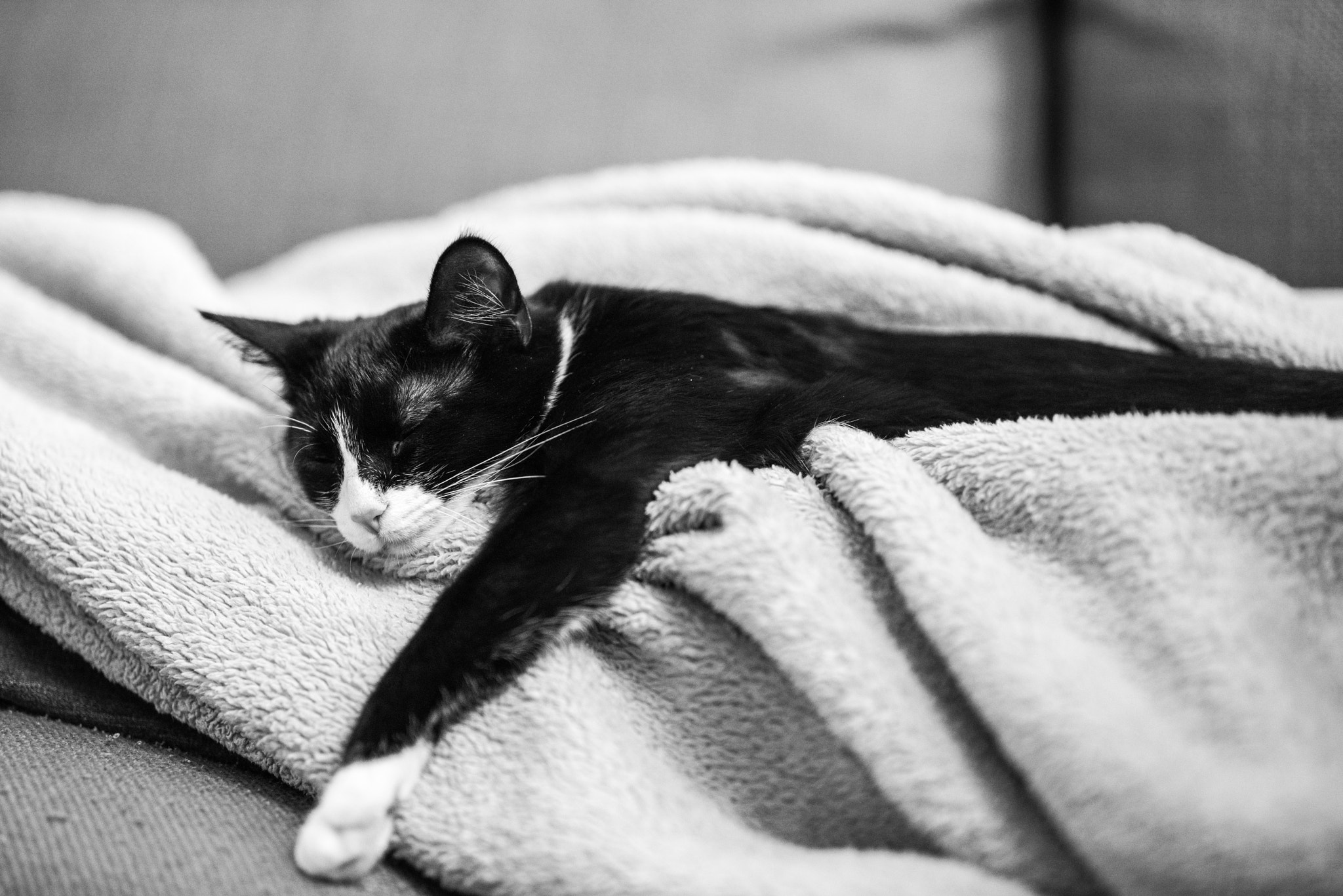 Sony a7R II + ZEISS Otus 85mm F1.4 sample photo. Sleeping kitten photography