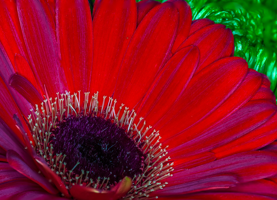 Sony SLT-A58 + 105mm F2.8 sample photo. Bloemhart photography