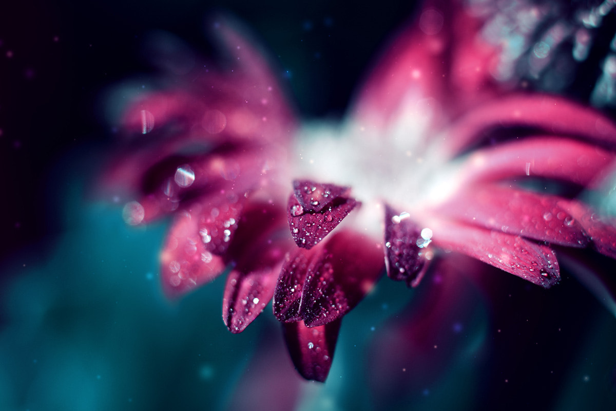 Nikon PC-E Nikkor 24mm F3.5D ED Tilt-Shift sample photo. ... photography