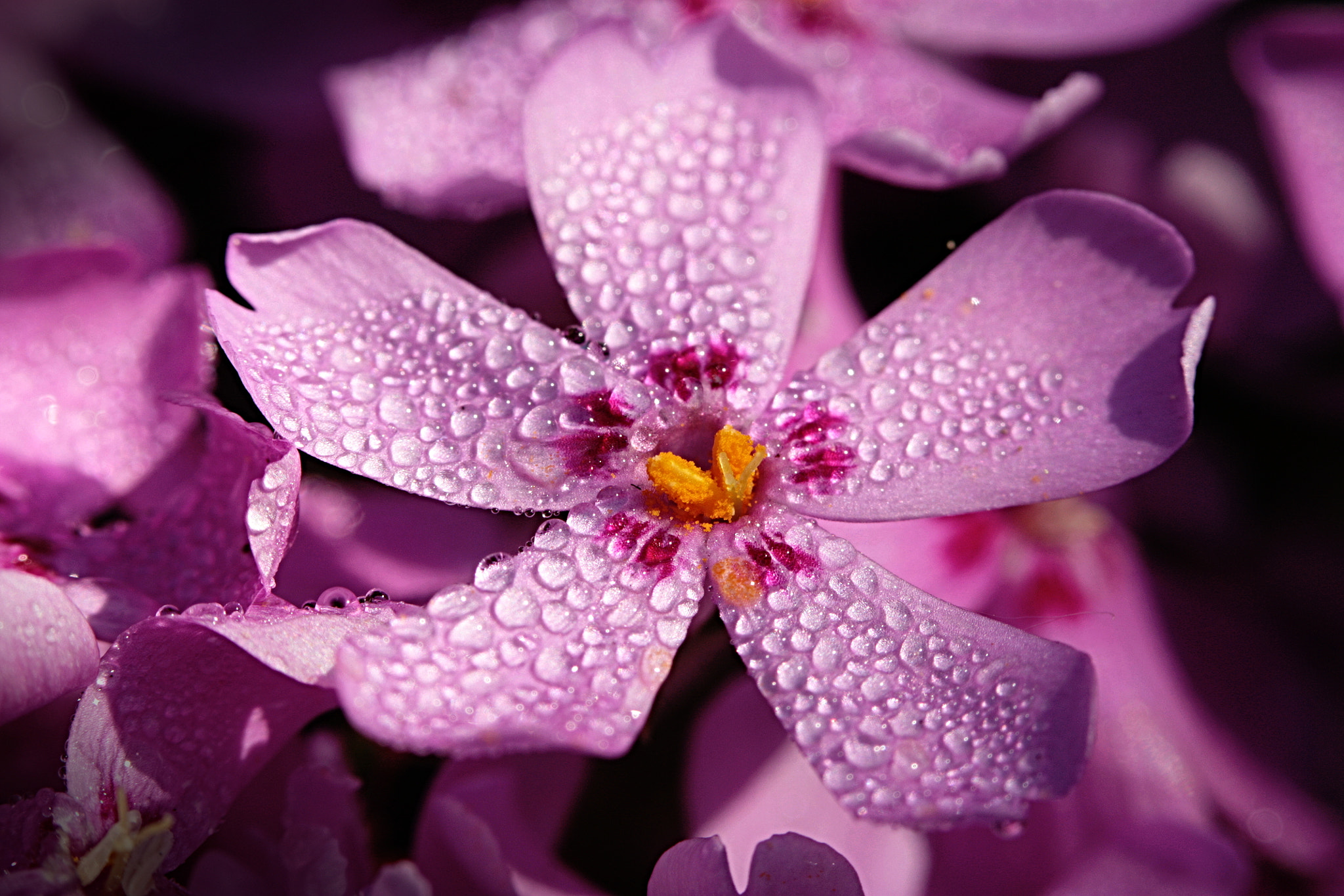 Canon EF 100mm F2.8 Macro USM sample photo. Makro photography
