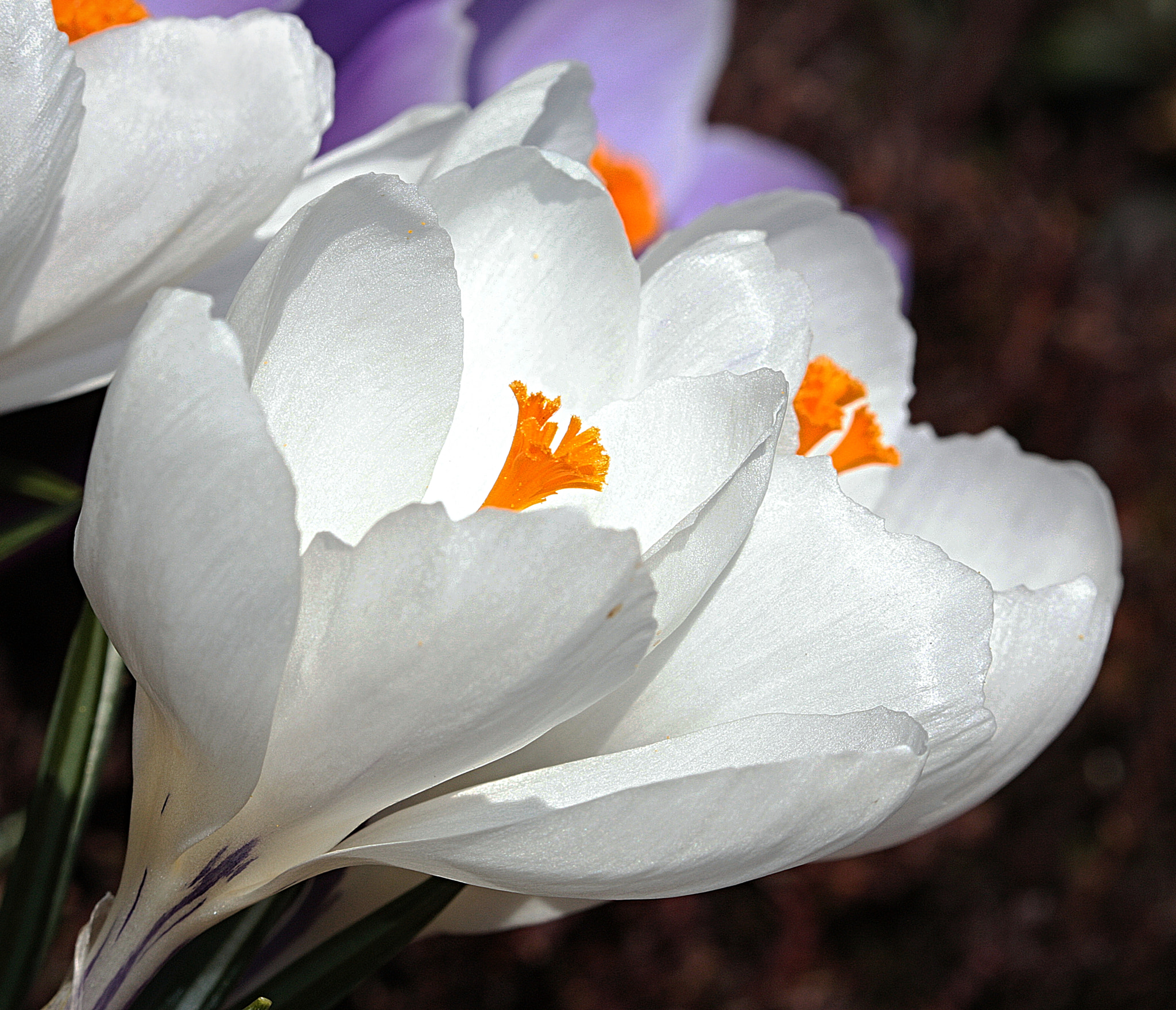 Canon EF 100mm F2.8 Macro USM sample photo. Krokusy z photography