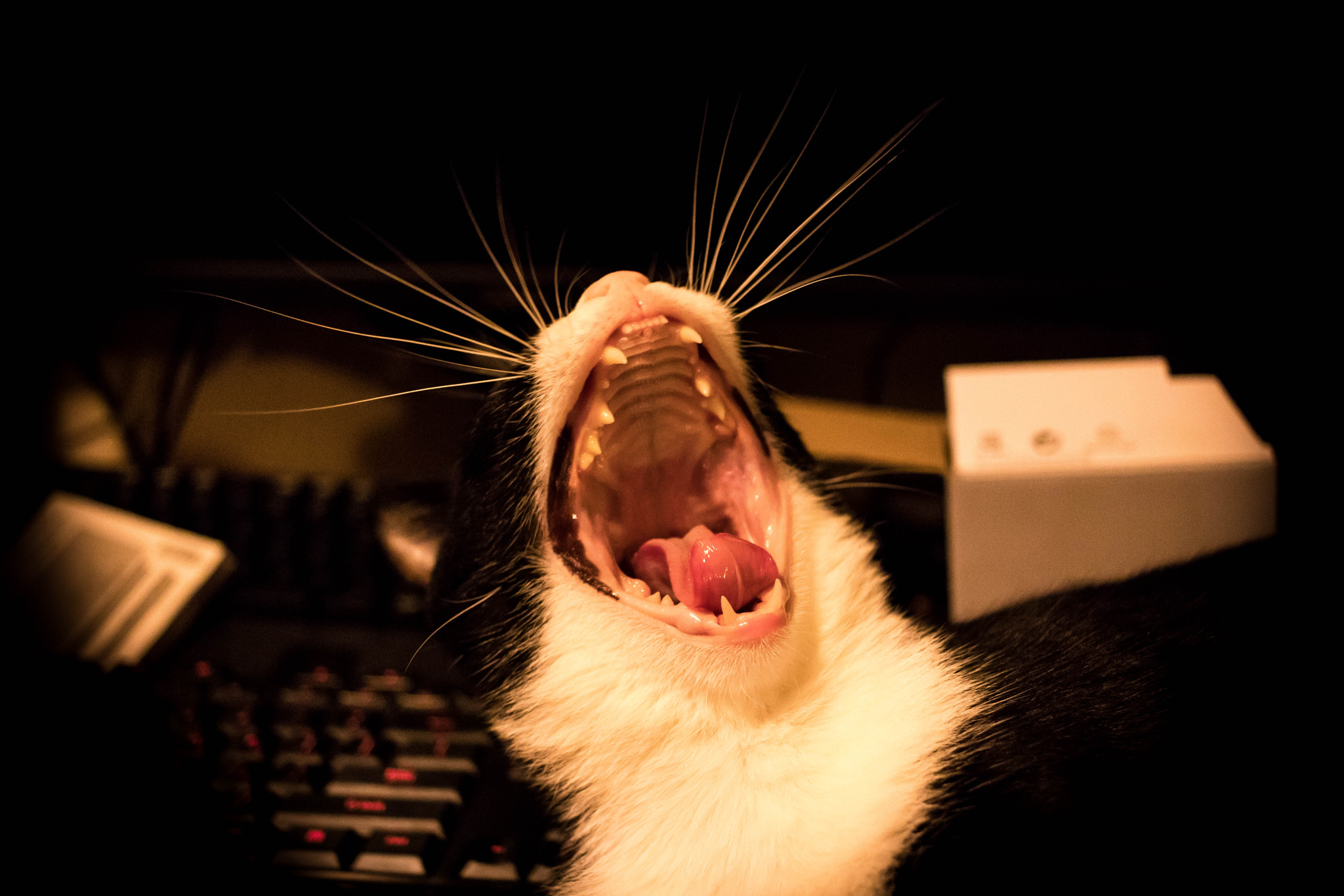 Canon EF-S 24mm F2.8 STM sample photo. Shout, shout, let it all out photography
