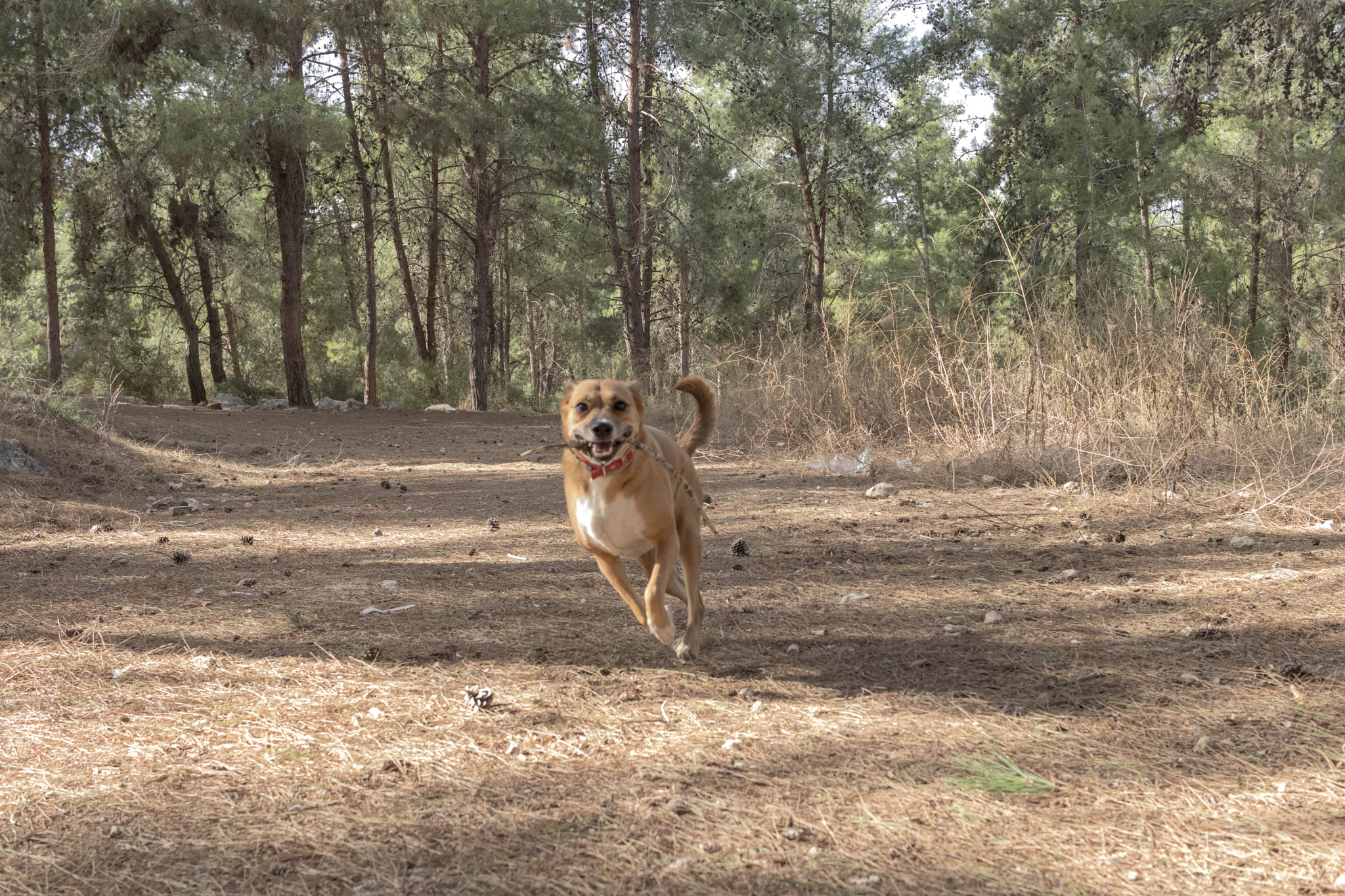 Canon EF-S 24mm F2.8 STM sample photo. Omg i'm flying photography