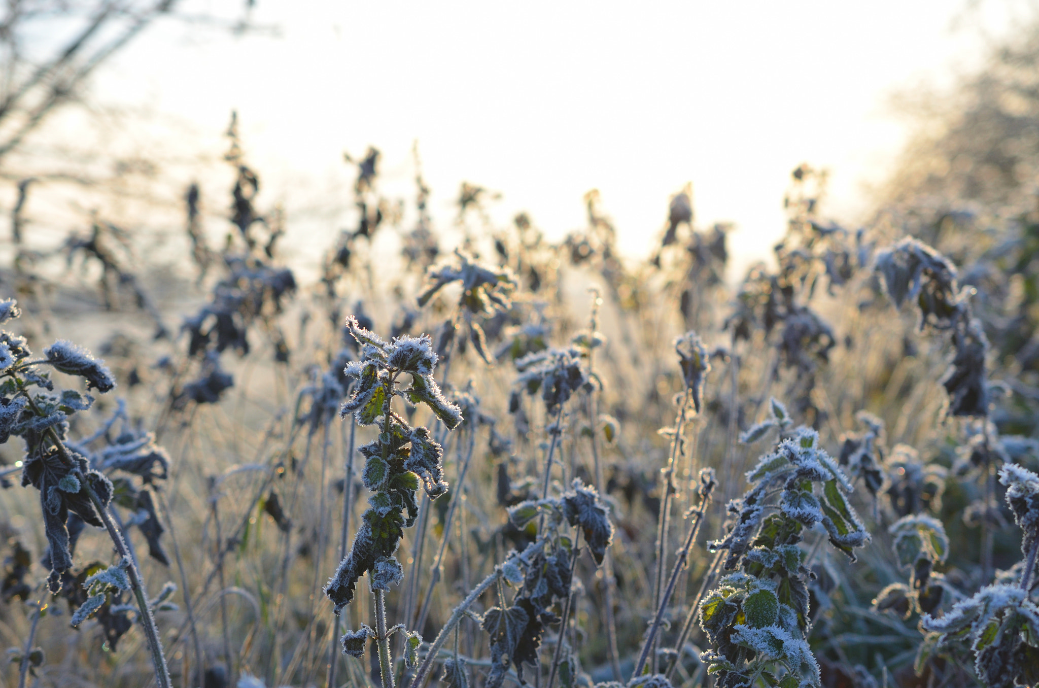 Nikon AF-S DX Micro Nikkor 40mm F2.8 sample photo. Frosty grass #3 photography