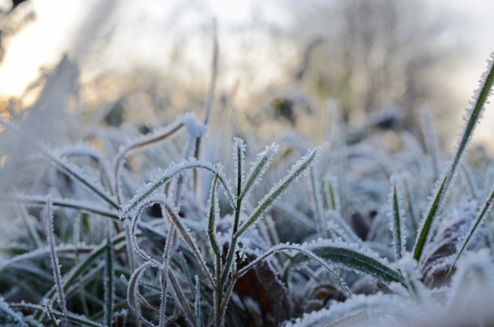 Nikon AF-S DX Micro Nikkor 40mm F2.8 sample photo. Frosty grass #2 photography