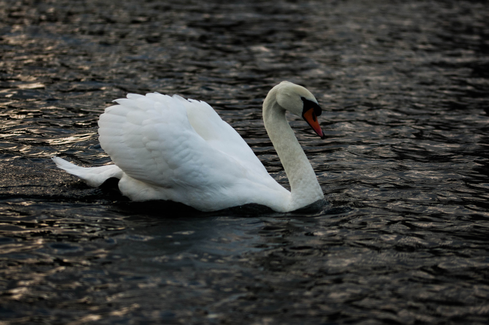 Nikon D70s + Sigma 105mm F2.8 EX DG OS HSM sample photo. A beautiful swan in rouken glen's lake. photography