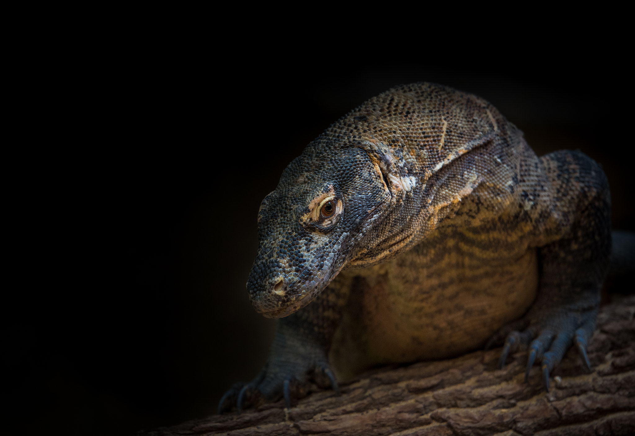 Nikon AF-S Nikkor 70-200mm F2.8G ED VR II sample photo. Varanus komodoensis photography