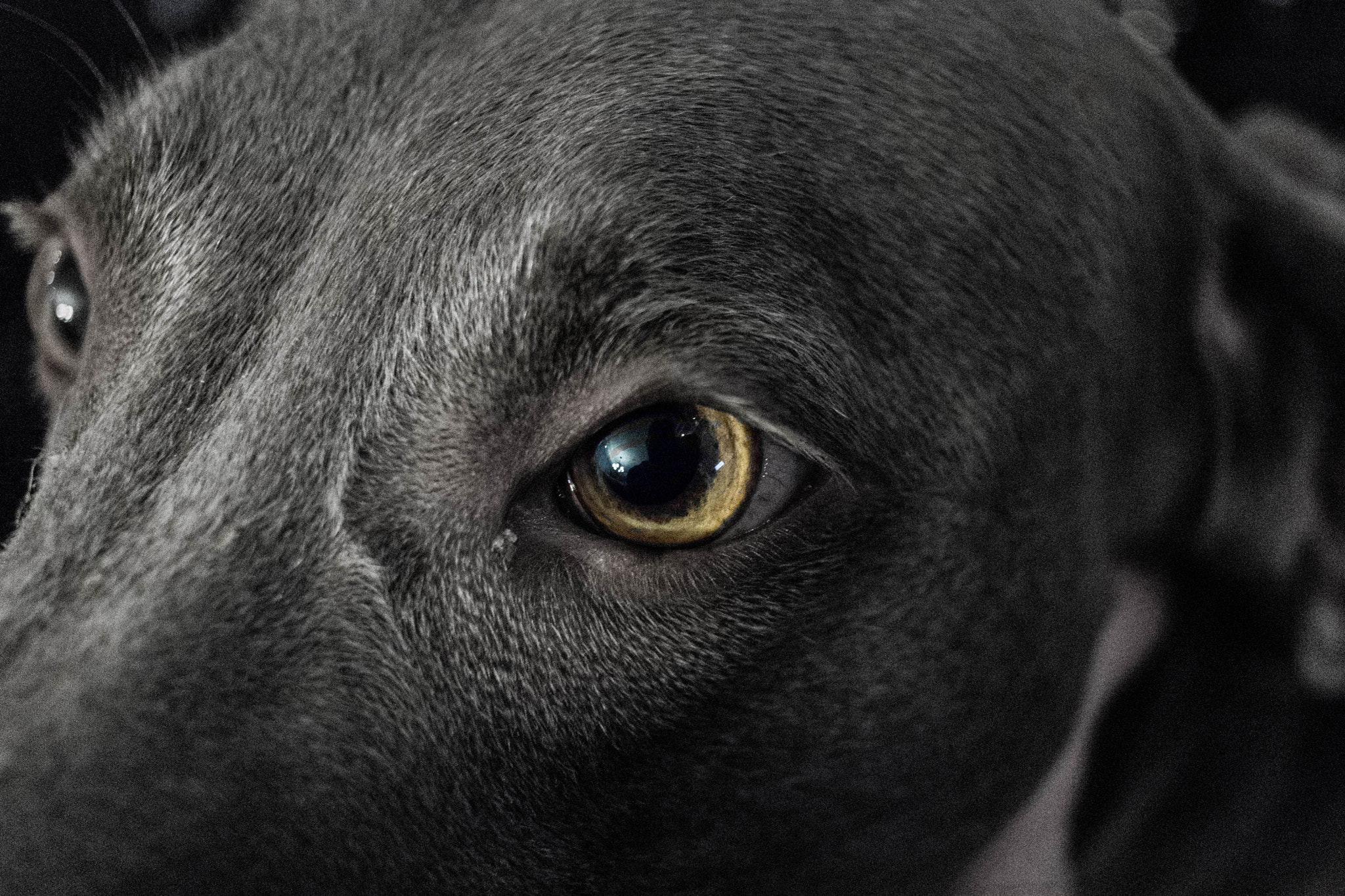 Canon EF-S 24mm F2.8 STM sample photo. Weimaraner photography