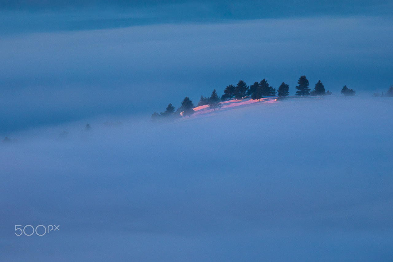 Nikon D600 sample photo. Trees in fog photography