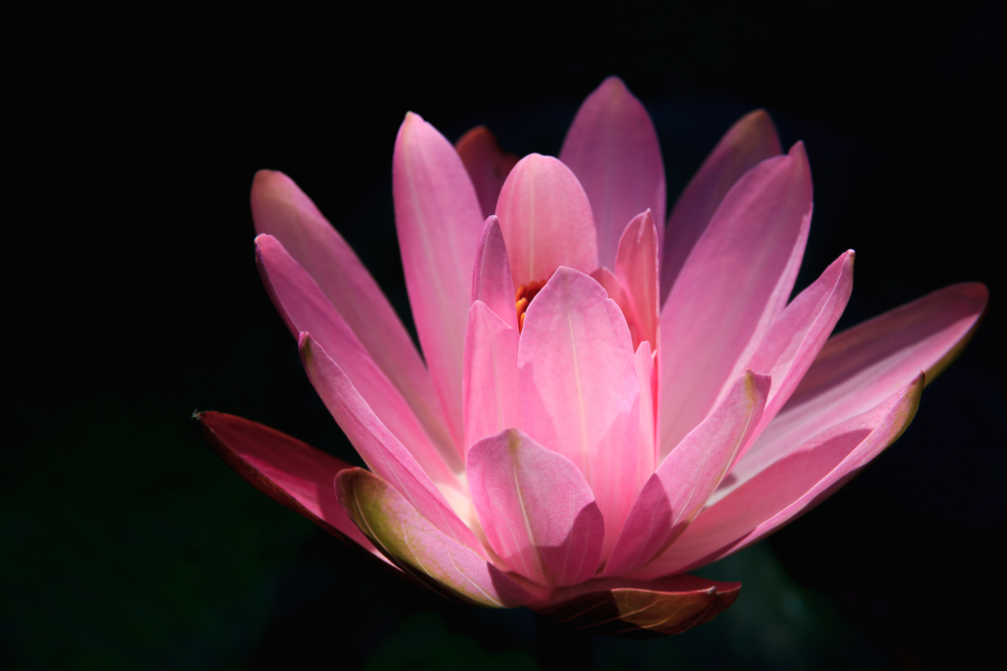 Canon EOS 550D (EOS Rebel T2i / EOS Kiss X4) sample photo. Water lily photography
