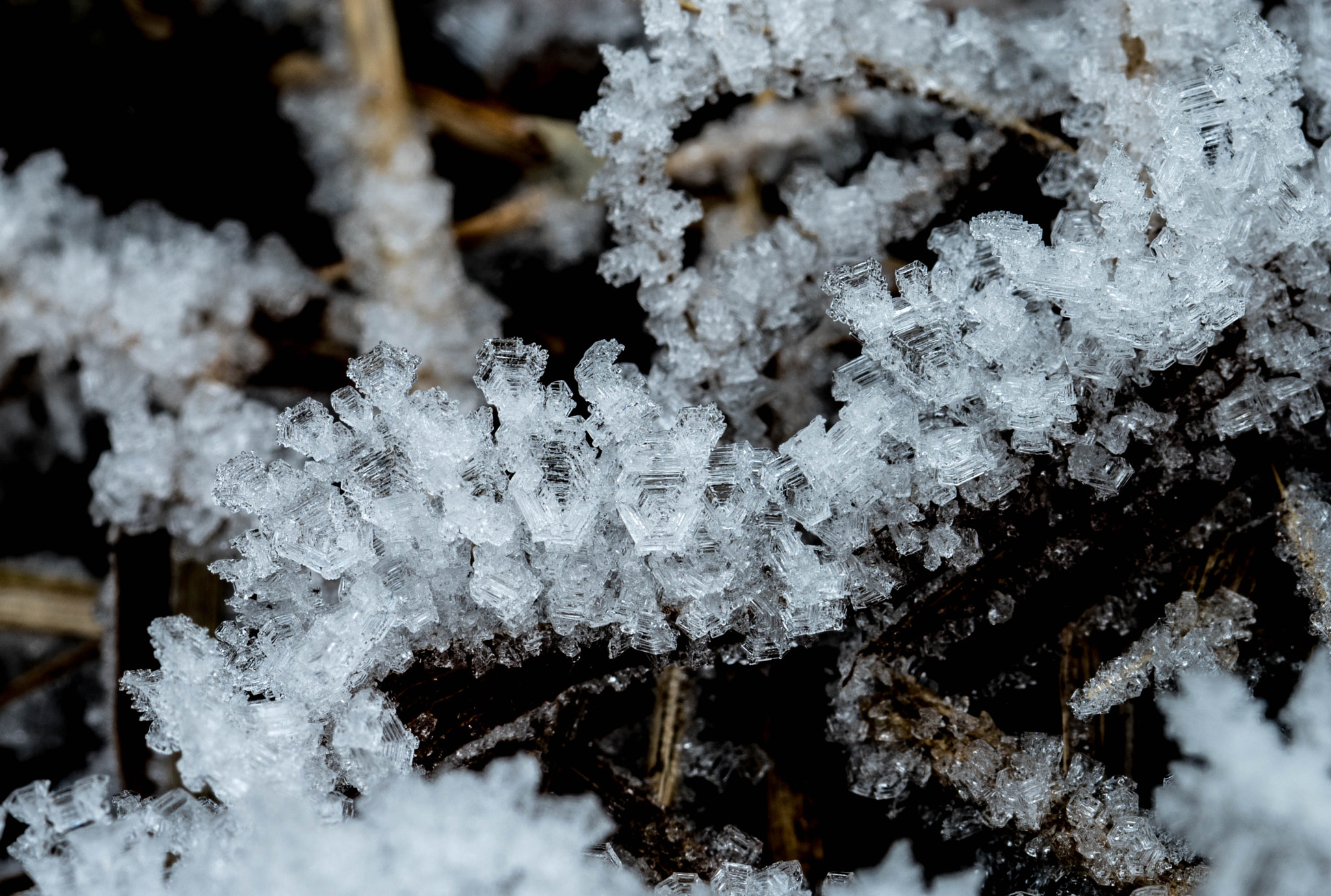 Sony a7R II + 90mm F2.8 Macro SSM sample photo. Ice snake (von ) photography