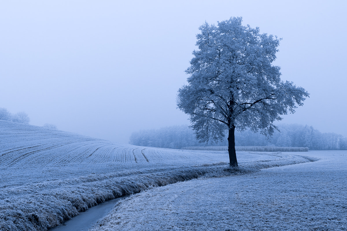 Nikon D600 + Sigma 24-105mm F4 DG OS HSM Art sample photo. Eisbaum photography