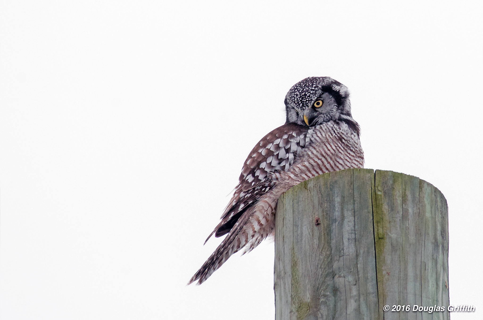 Nikon D300 + Nikon AF-S Nikkor 300mm F4D ED-IF sample photo. If looks could kill: northern hawk owl (surnia ulu photography