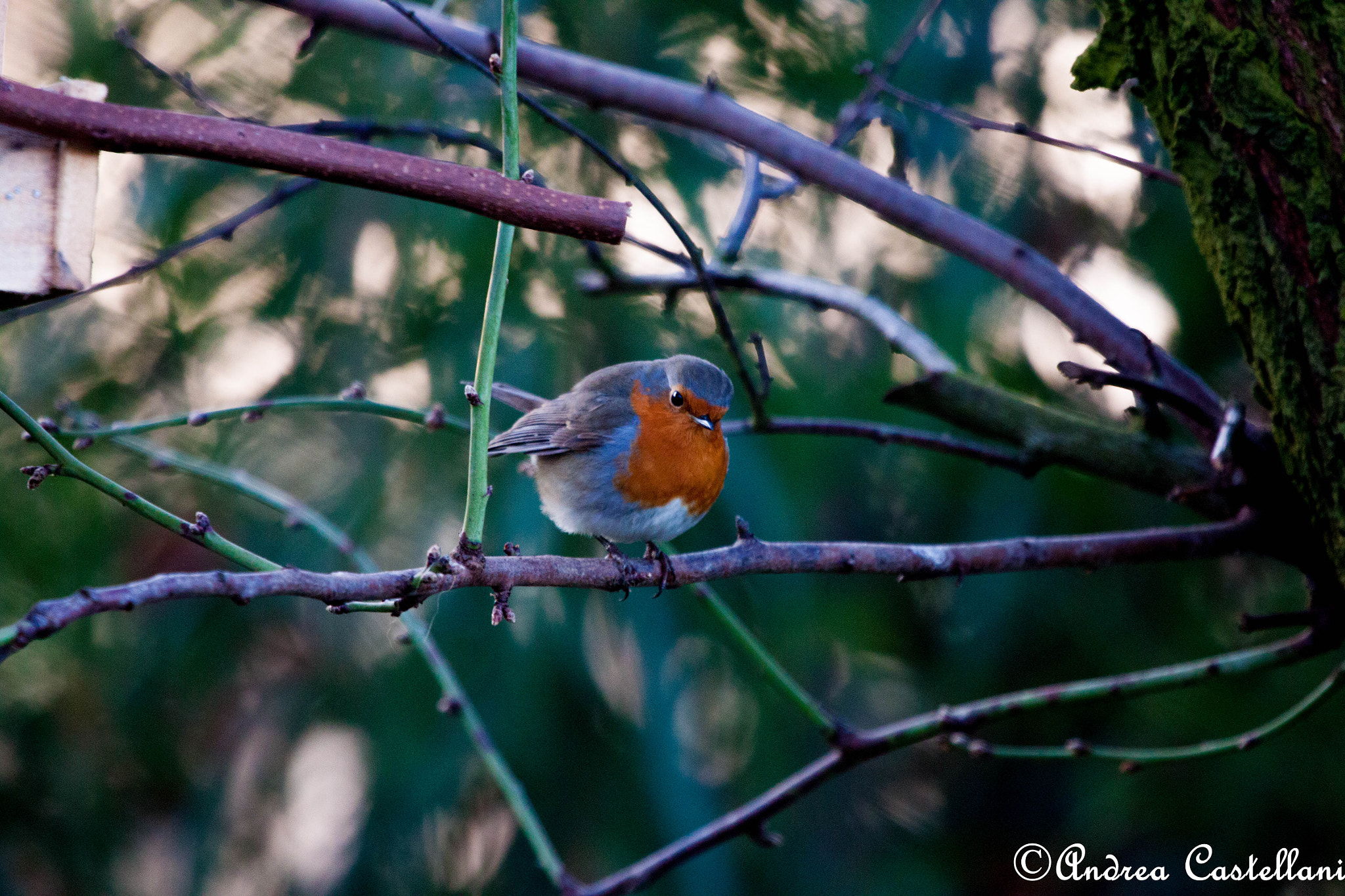 Canon EF 100-400mm F4.5-5.6L IS USM sample photo. Robbin - pettirosso photography