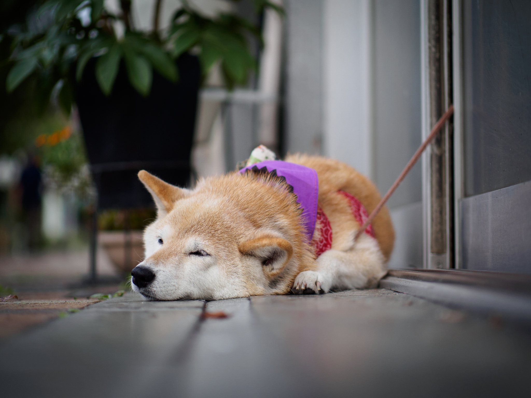 Panasonic Leica DG Nocticron 42.5mm F1.2 ASPH OIS sample photo. Olympus digital camera photography