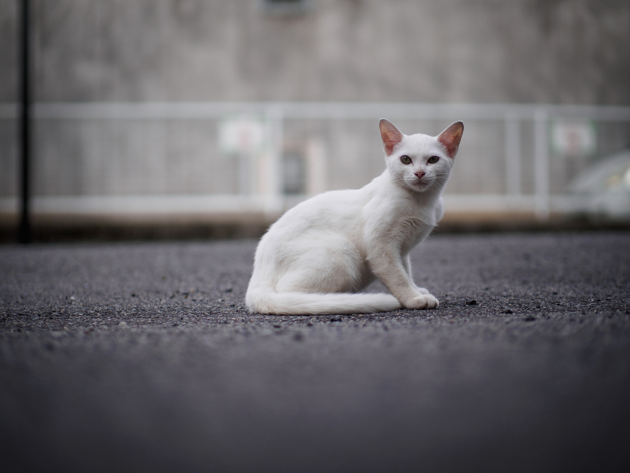 Panasonic Leica DG Nocticron 42.5mm F1.2 ASPH OIS sample photo. Olympus digital camera photography