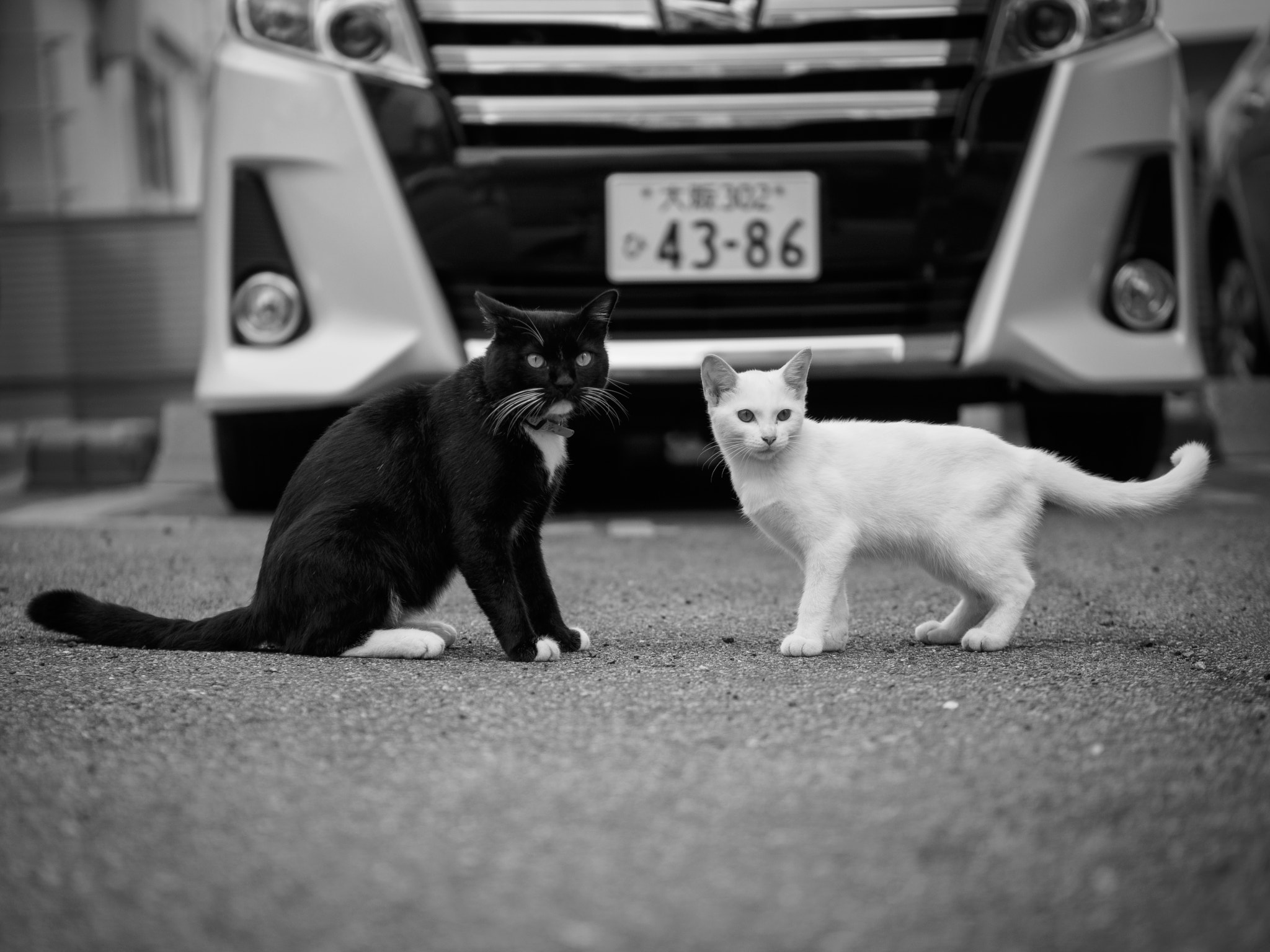 Panasonic Leica DG Nocticron 42.5mm F1.2 ASPH OIS sample photo. Olympus digital camera photography