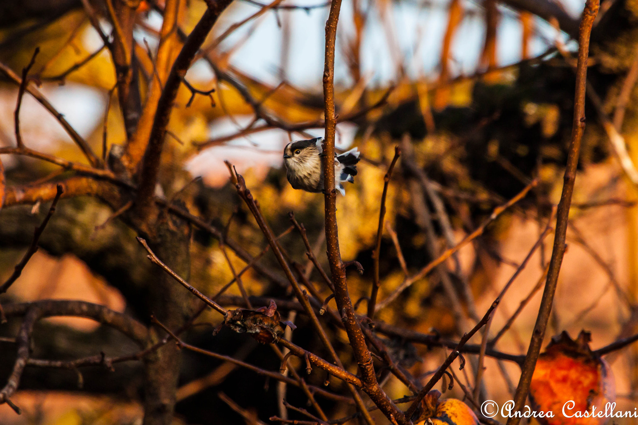 Canon EF 100-400mm F4.5-5.6L IS USM sample photo. Long-tailed tit - codibugnolo photography