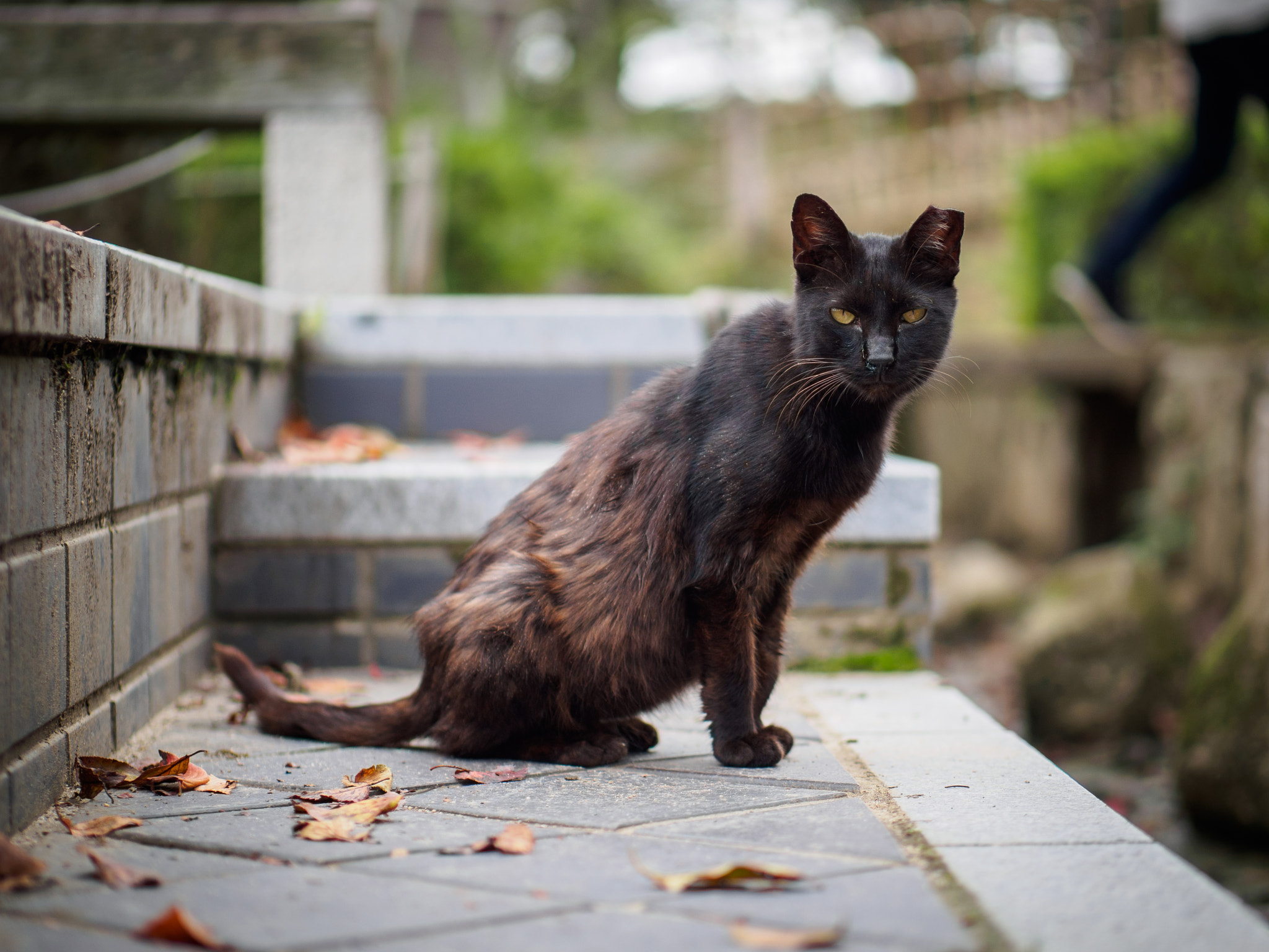 Panasonic Leica DG Nocticron 42.5mm F1.2 ASPH OIS sample photo. Olympus digital camera photography