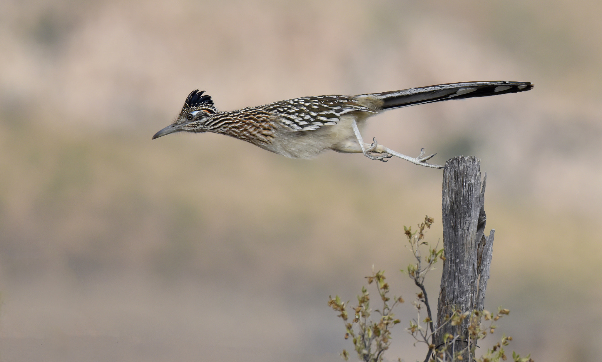 Nikon D810 + Sigma 50mm F2.8 EX DG Macro sample photo. Beep beep from big bend park photography