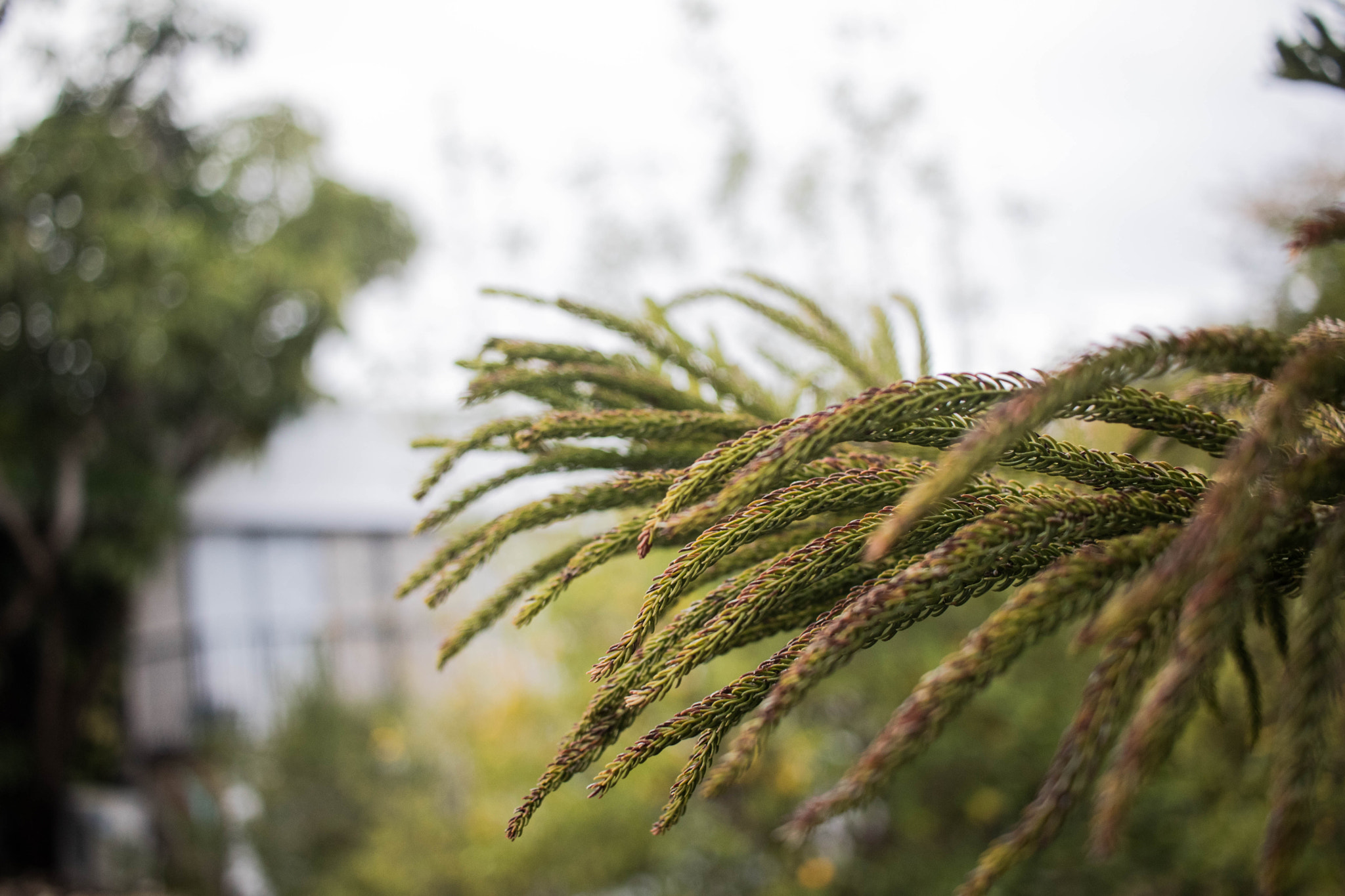 Canon EF-S 24mm F2.8 STM sample photo. Nature's fingers photography