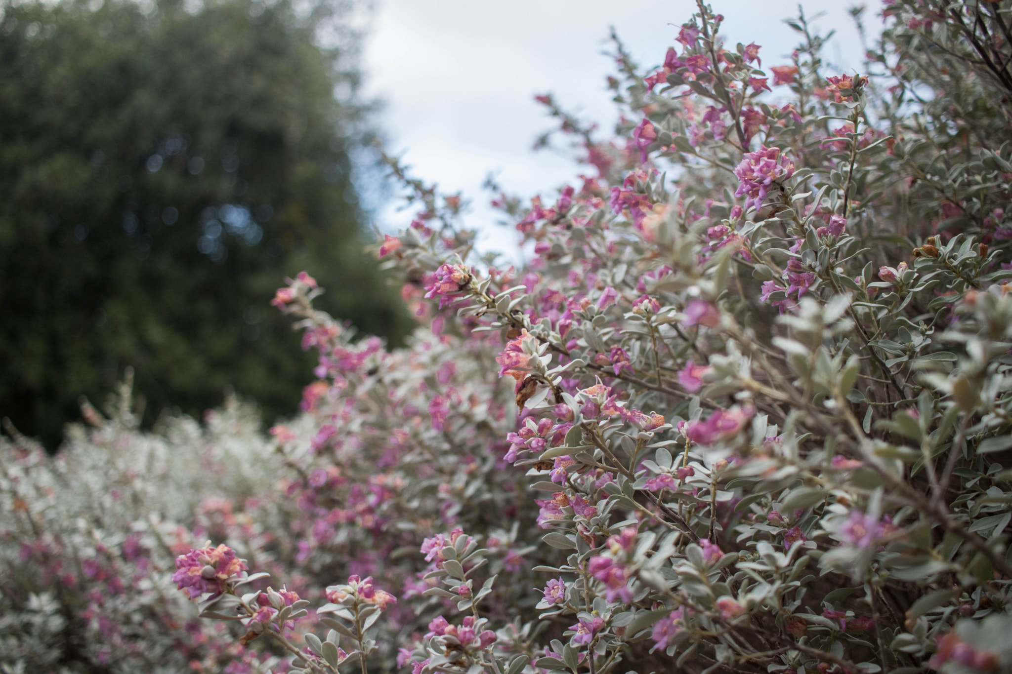 Canon EF-S 24mm F2.8 STM sample photo. Pink photography