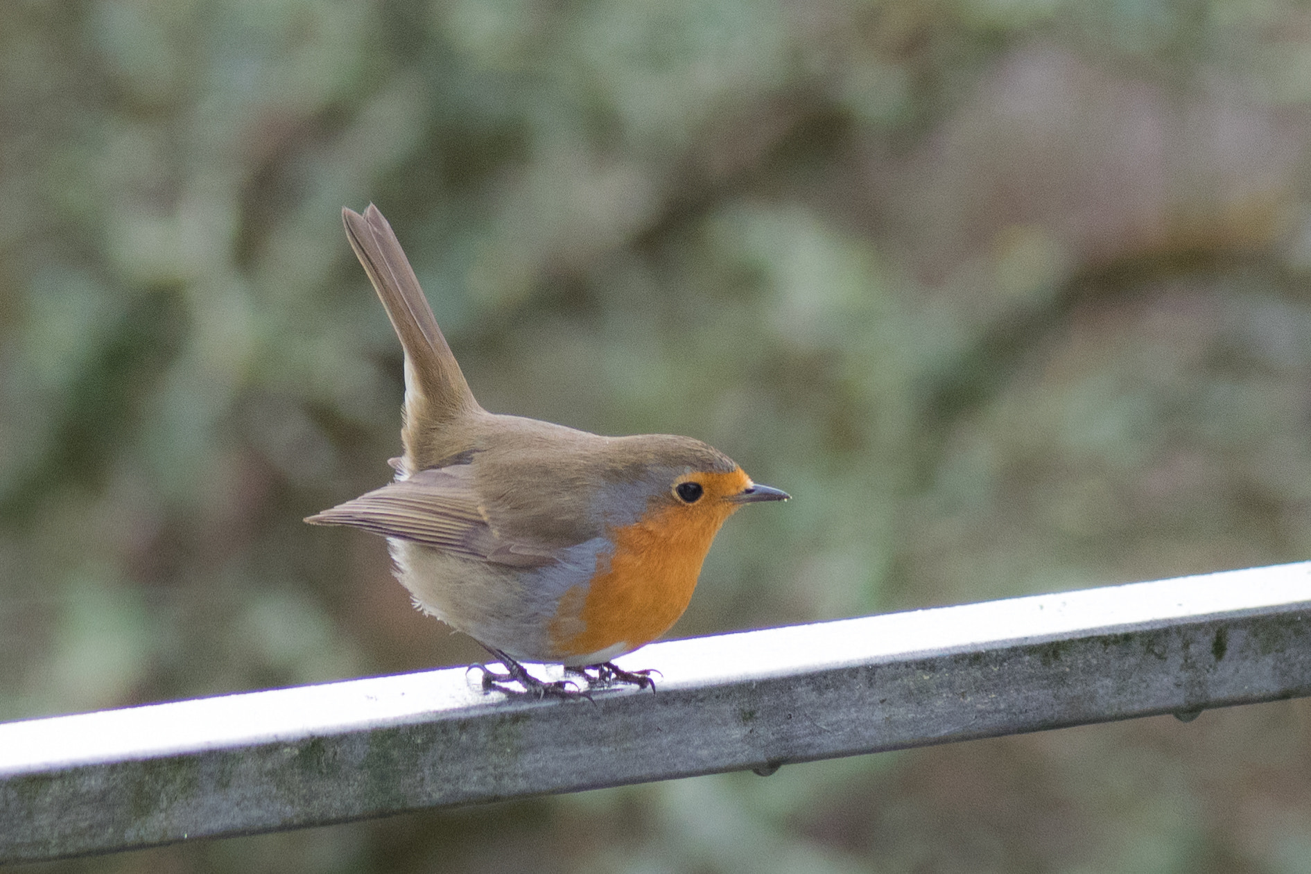 Nikon AF-S Micro-Nikkor 105mm F2.8G IF-ED VR sample photo. Robin hood! photography