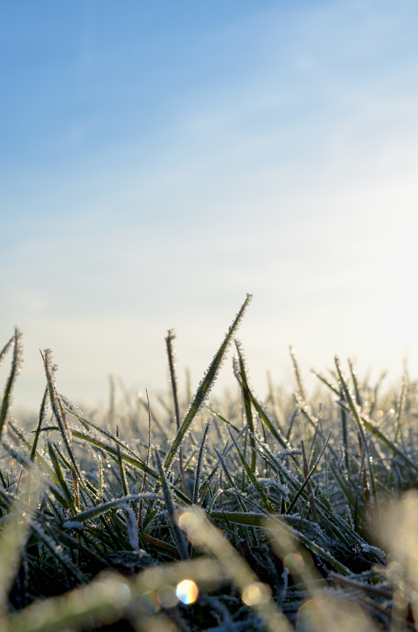 Nikon AF-S DX Micro Nikkor 40mm F2.8 sample photo. Frosty grass #1 photography