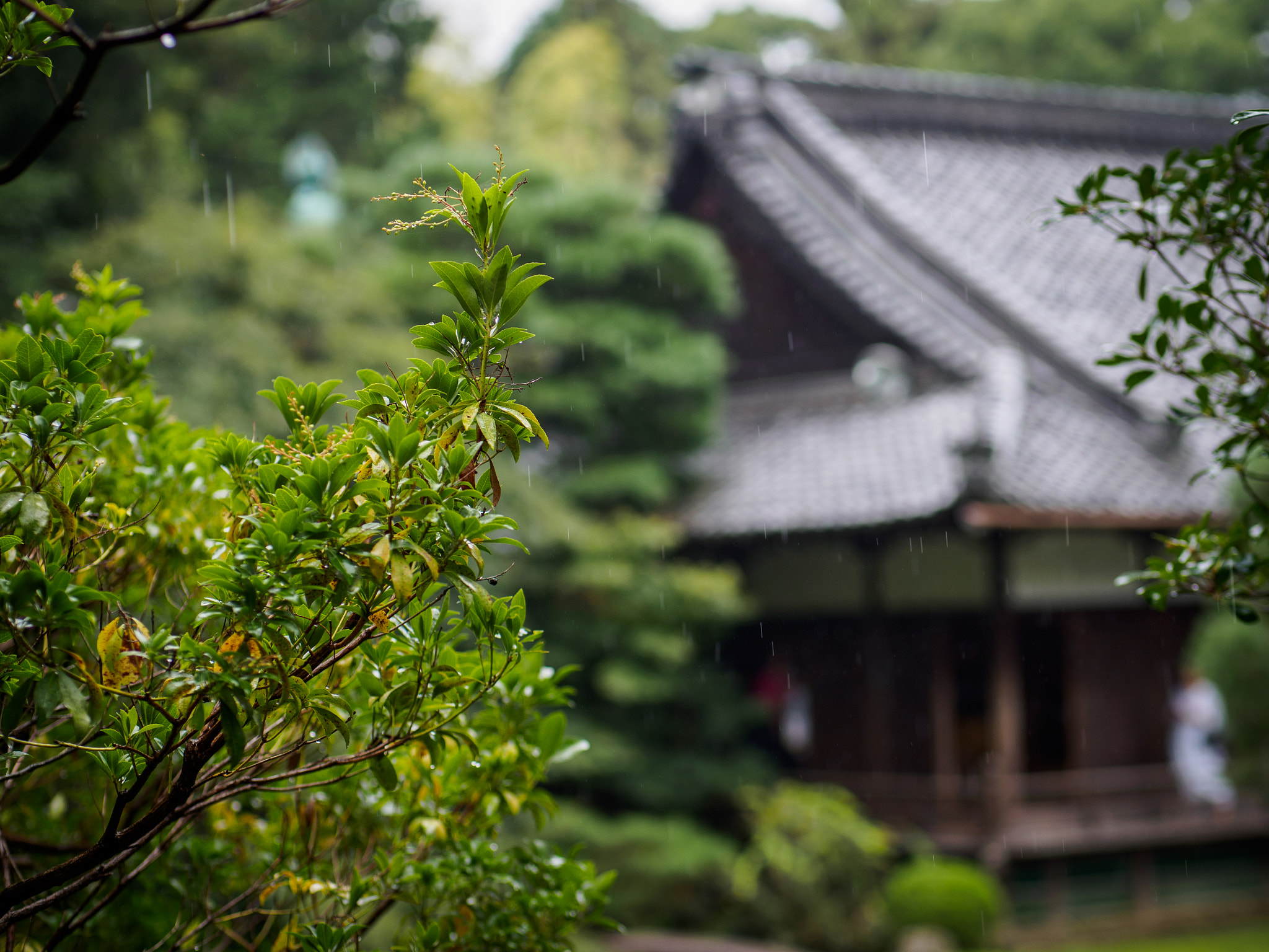 Panasonic Leica DG Nocticron 42.5mm F1.2 ASPH OIS sample photo. Olympus digital camera photography