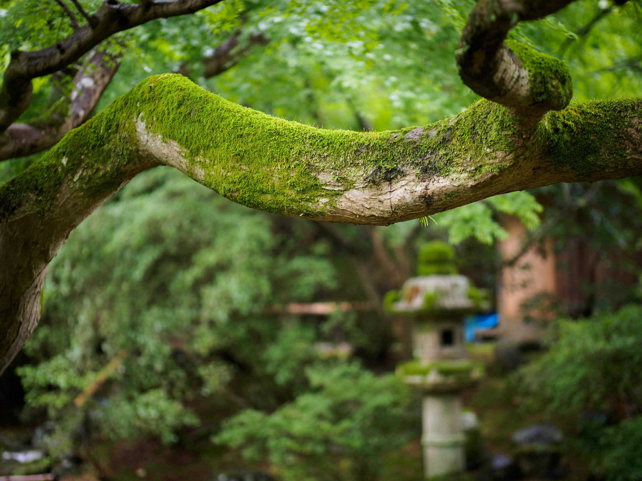 Panasonic Leica DG Nocticron 42.5mm F1.2 ASPH OIS sample photo. Olympus digital camera photography