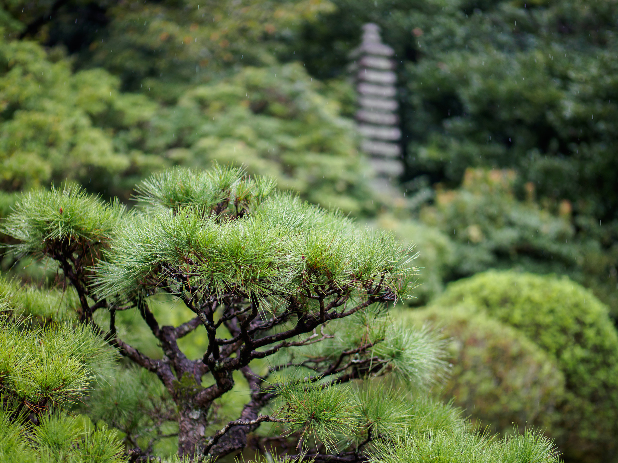 Panasonic Leica DG Nocticron 42.5mm F1.2 ASPH OIS sample photo. Olympus digital camera photography