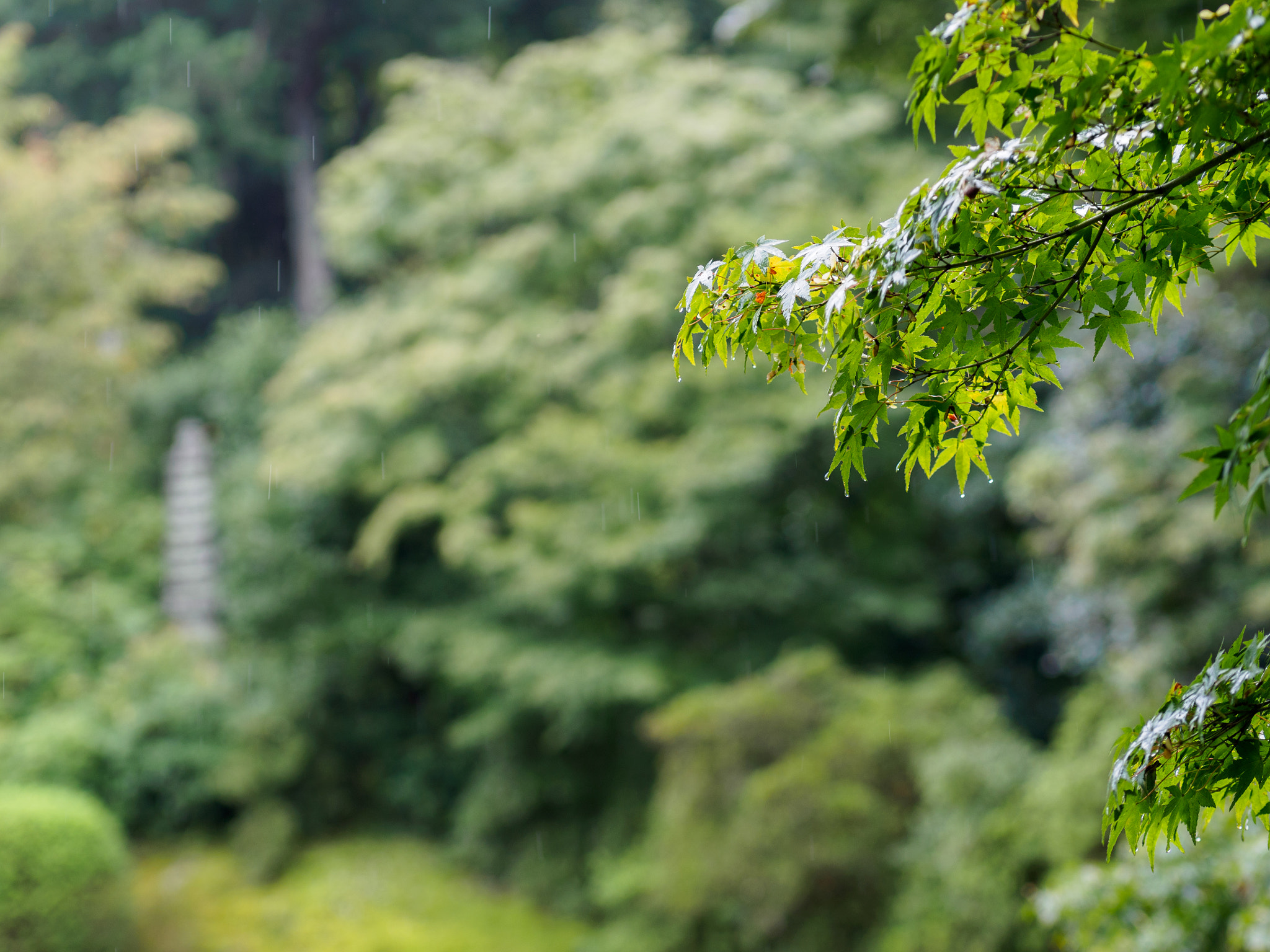 Panasonic Leica DG Nocticron 42.5mm F1.2 ASPH OIS sample photo. Olympus digital camera photography