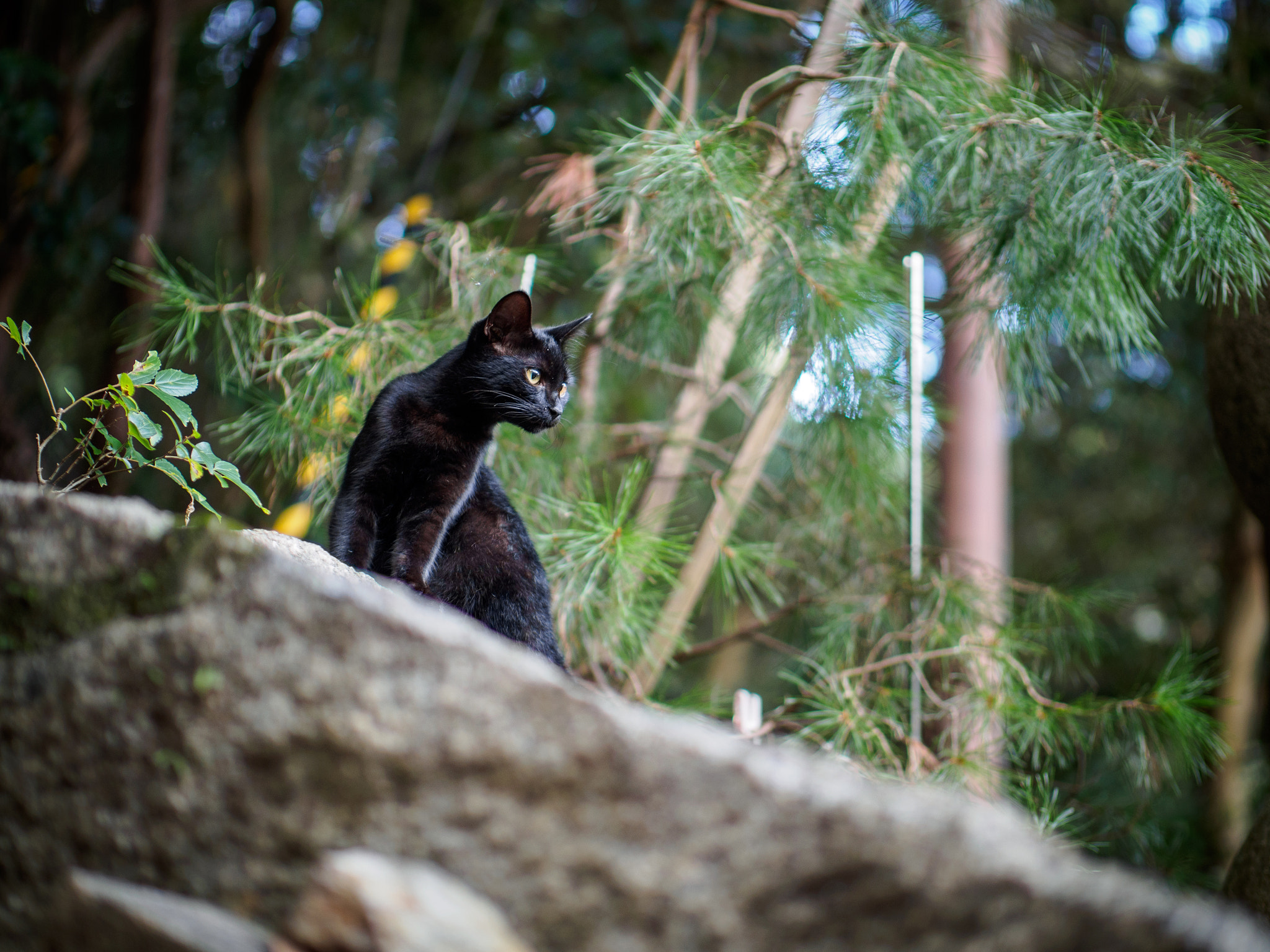 Panasonic Leica DG Nocticron 42.5mm F1.2 ASPH OIS sample photo. Olympus digital camera photography