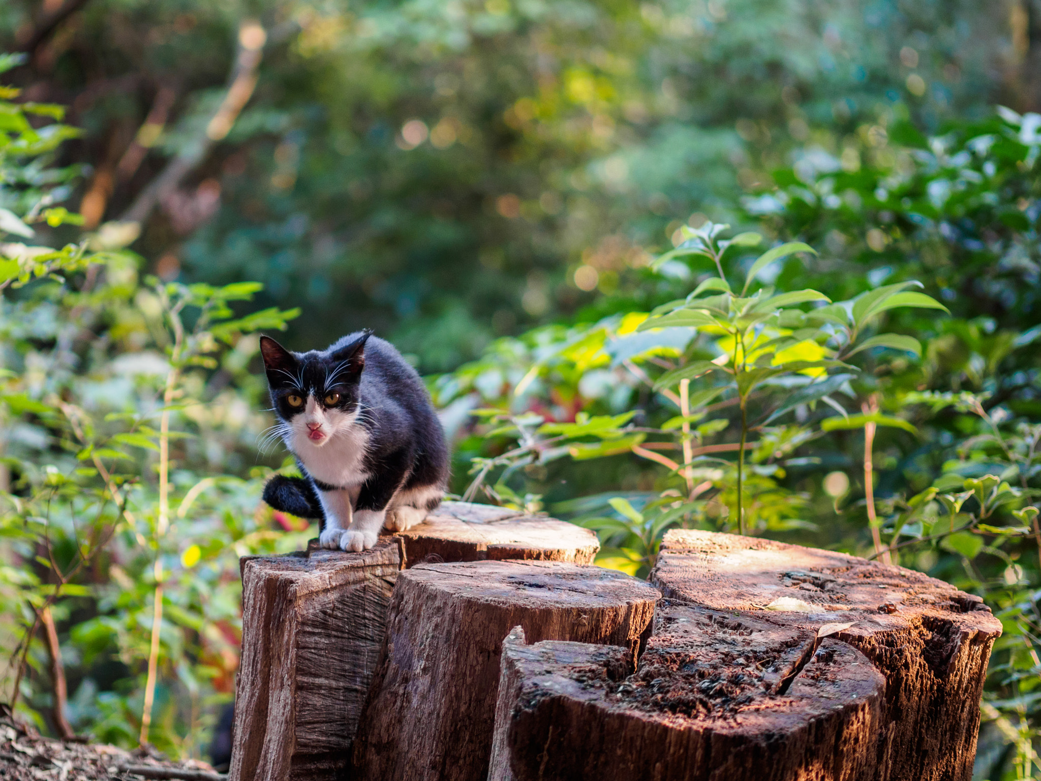 Panasonic Leica DG Nocticron 42.5mm F1.2 ASPH OIS sample photo. Olympus digital camera photography