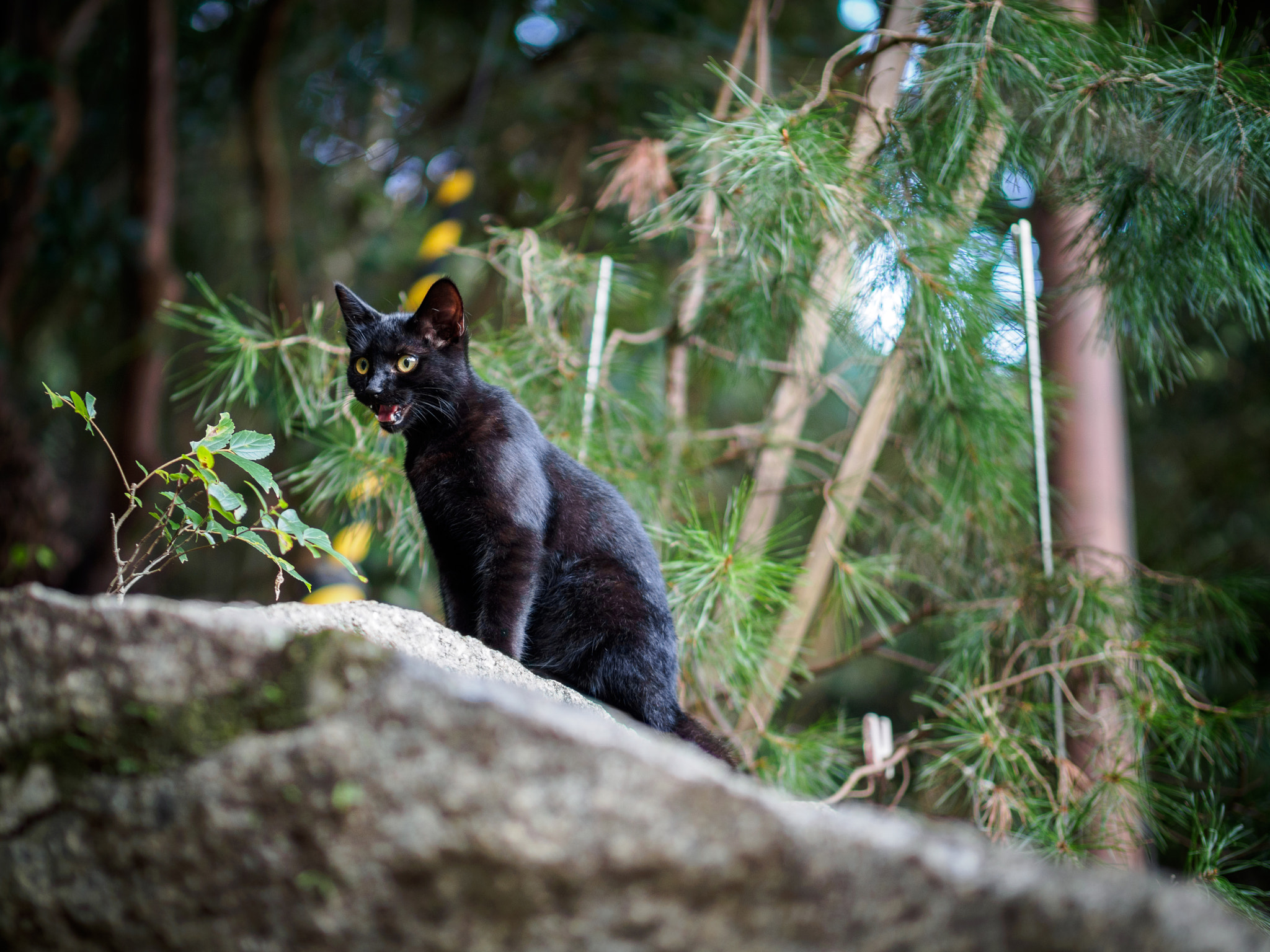 Panasonic Leica DG Nocticron 42.5mm F1.2 ASPH OIS sample photo. Olympus digital camera photography