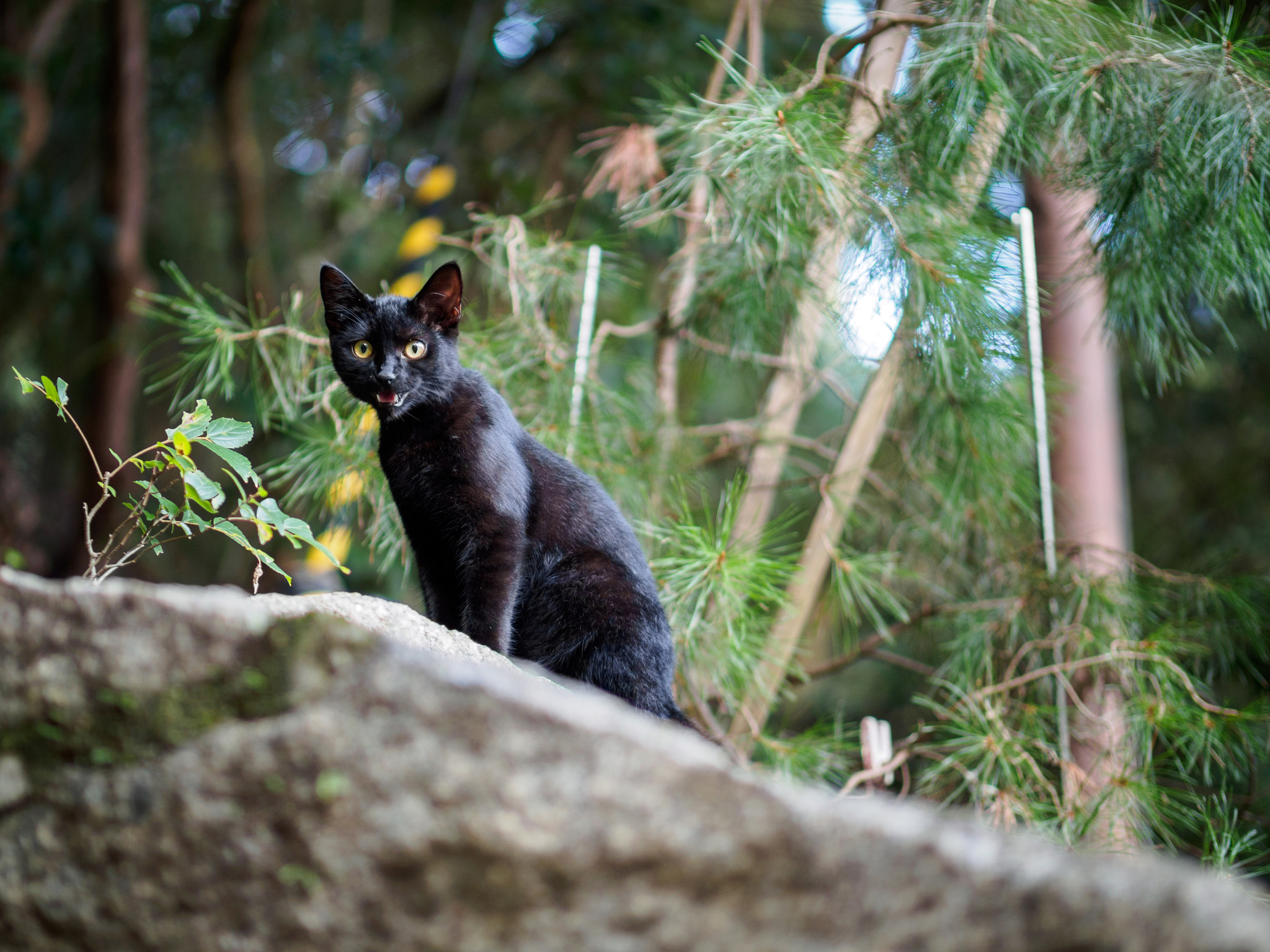 Panasonic Leica DG Nocticron 42.5mm F1.2 ASPH OIS sample photo. Olympus digital camera photography