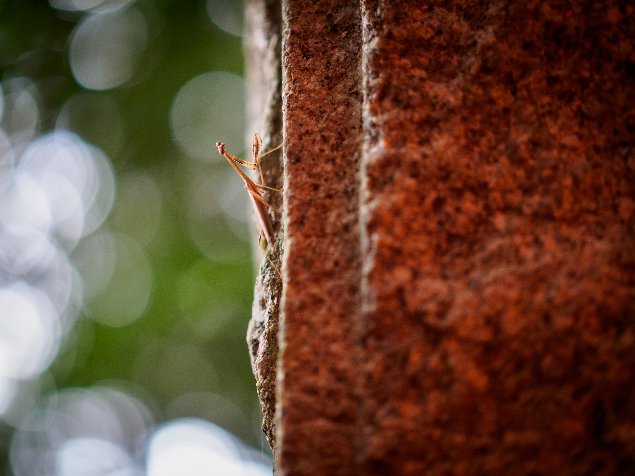 Olympus OM-D E-M10 II + Panasonic Leica DG Nocticron 42.5mm F1.2 ASPH OIS sample photo. Olympus digital camera photography