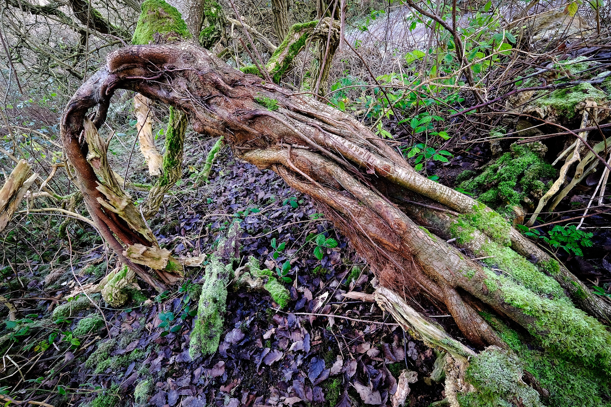 Fujifilm X-T10 + Fujifilm XF 10-24mm F4 R OIS sample photo. Tree portal photography